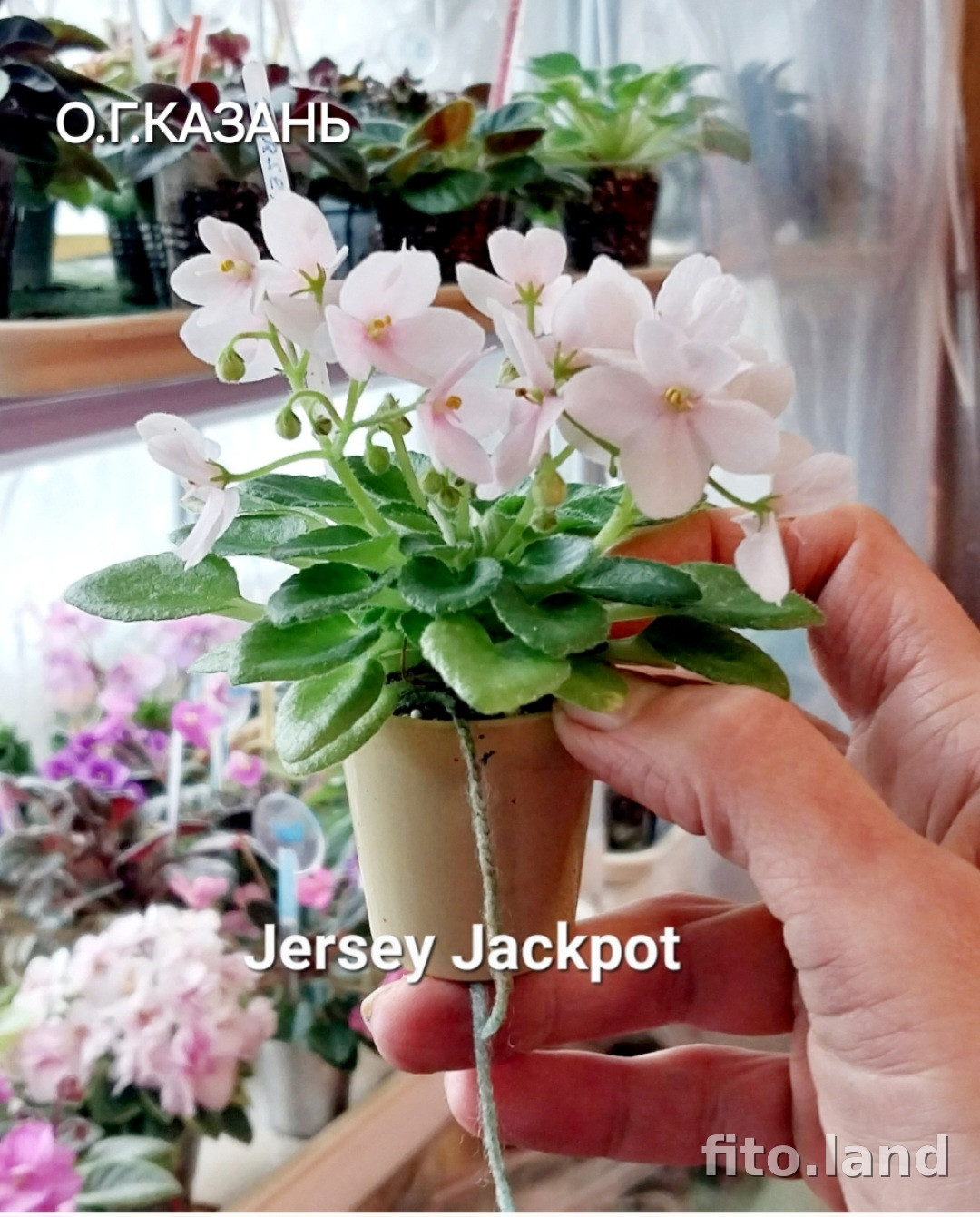 Фиалка Jersey Jackpot, фото