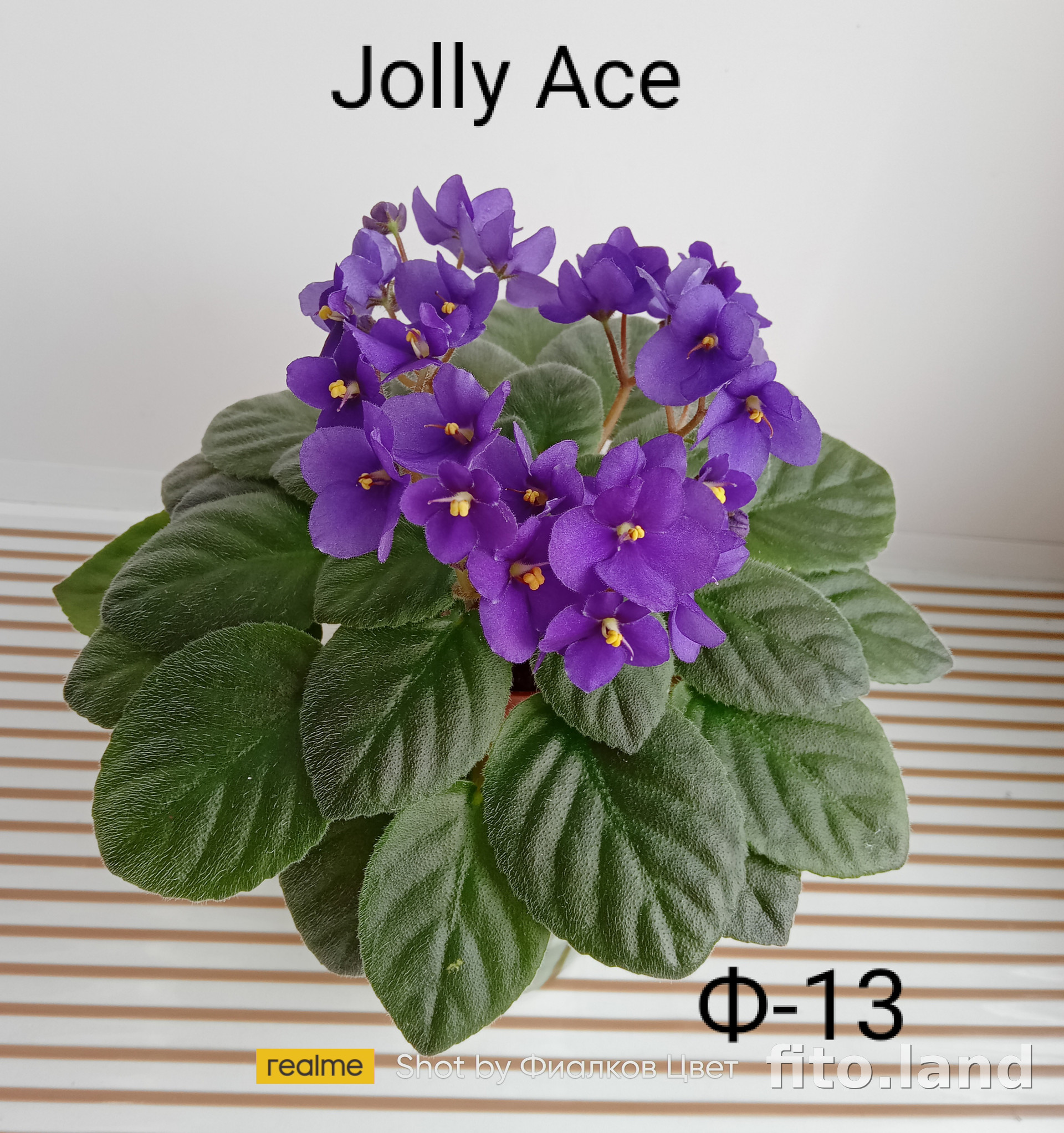 Фиалка Jolly Ace, фото