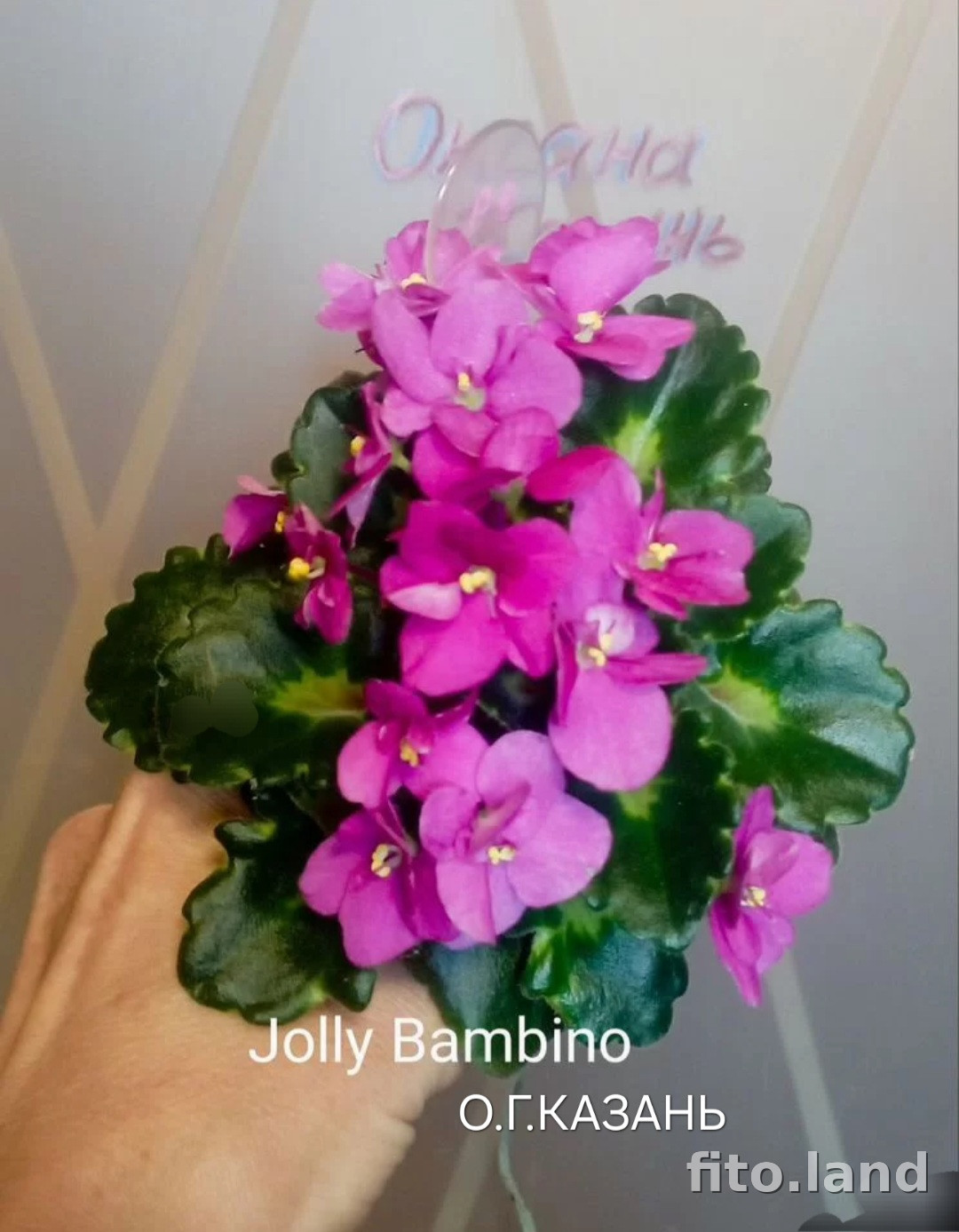 Фиалка Jolly Bambino, фото
