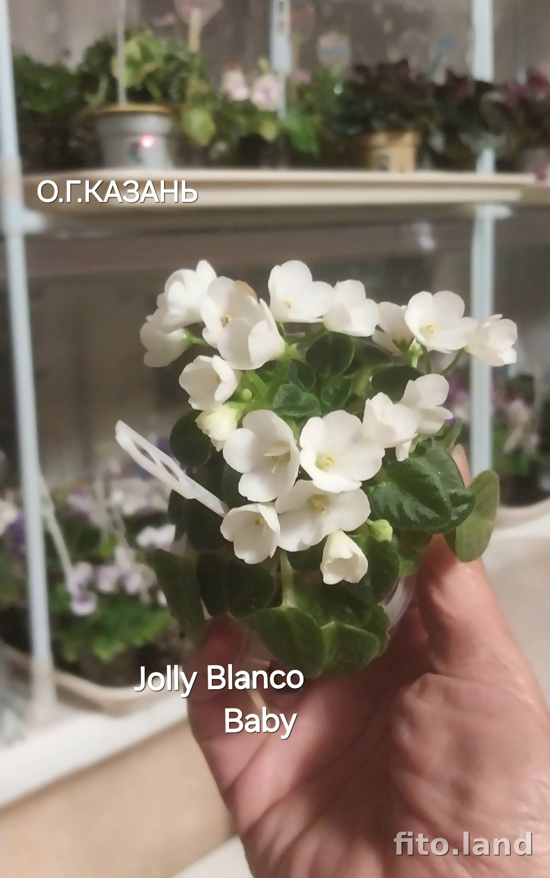 Фиалка Jolly Blanco Baby, фото