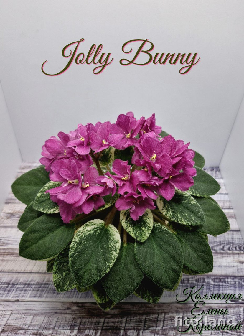 Фиалка Jolly Bunny, фото