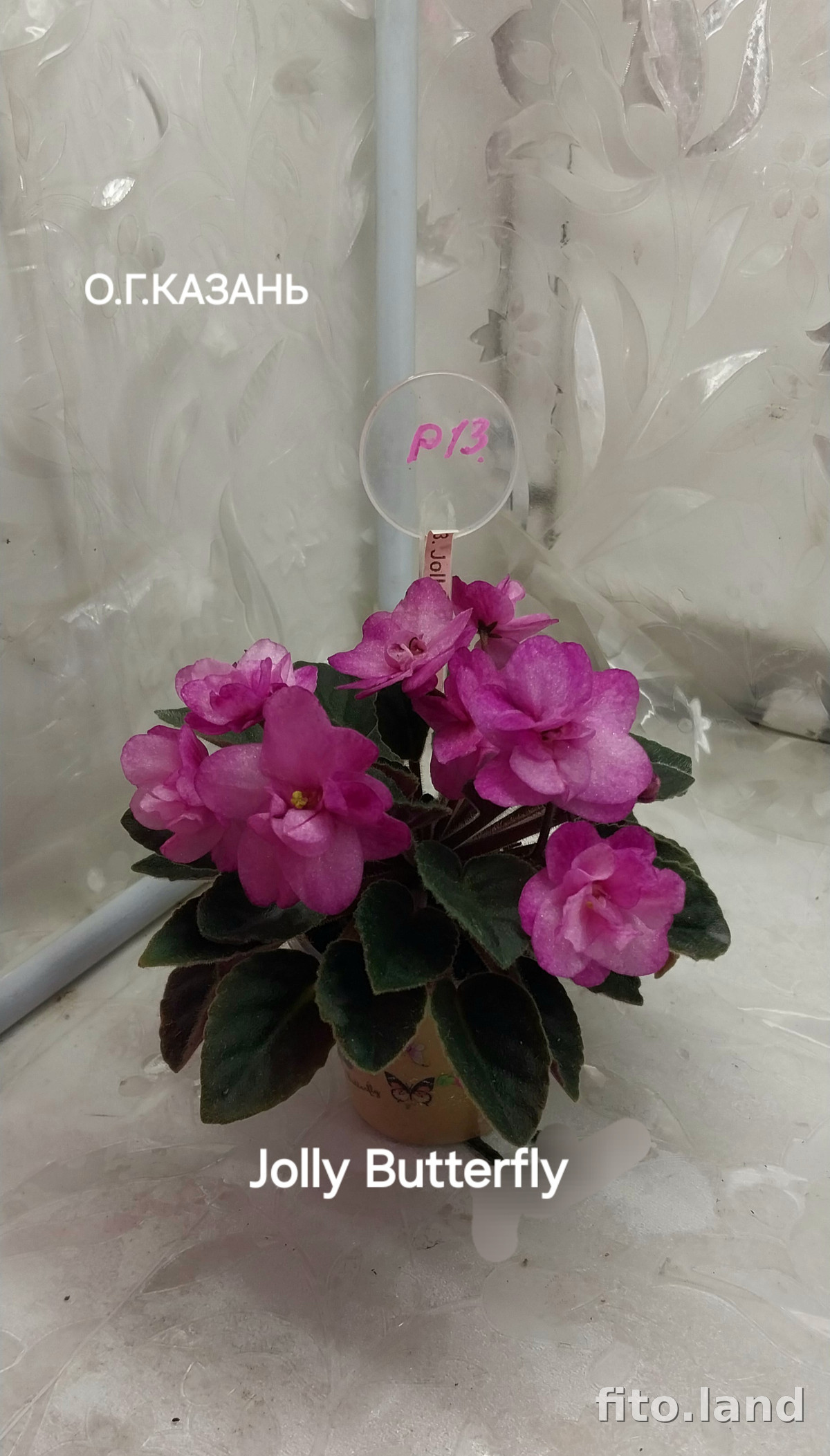 Фиалка Jolly Butterfly, фото