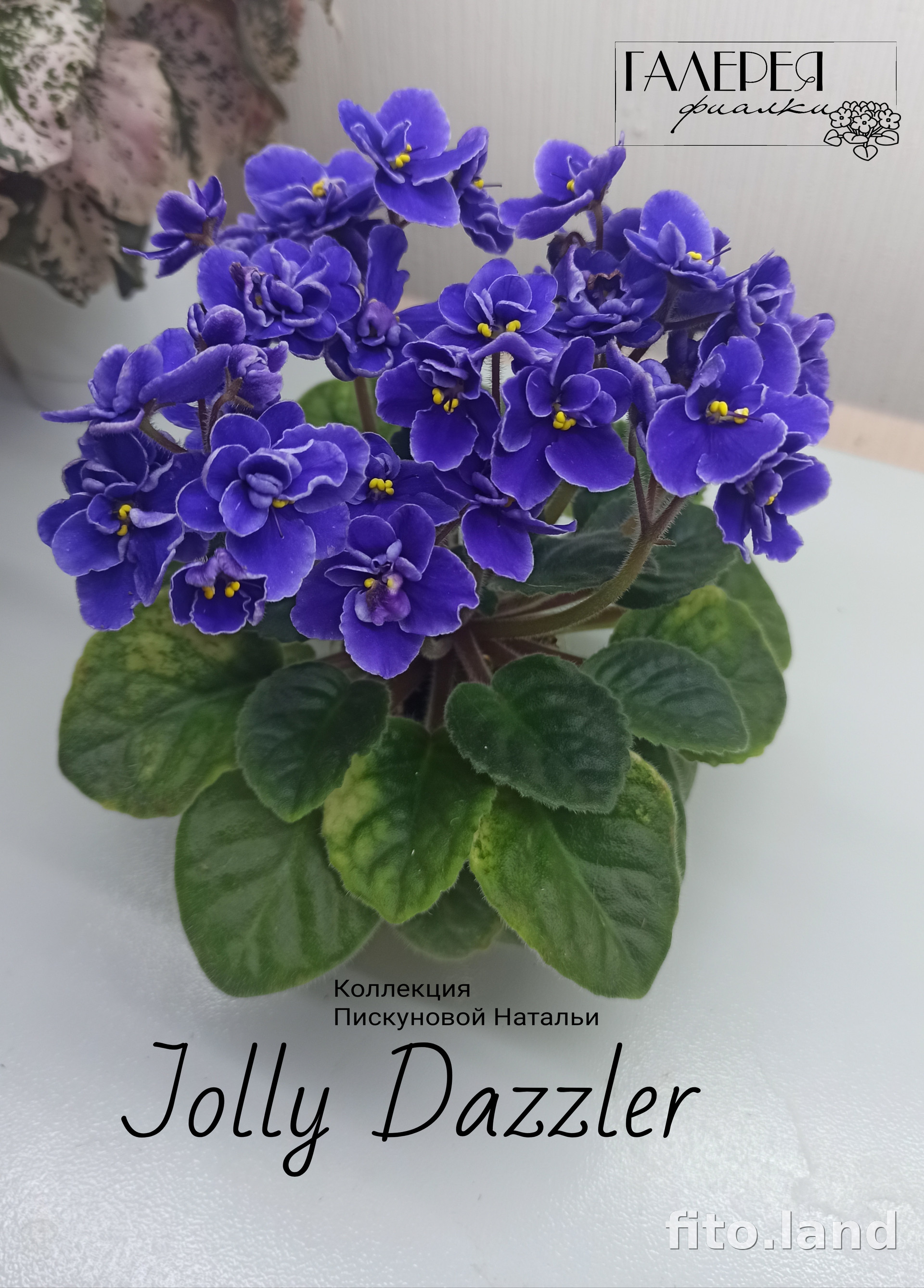 Фиалка Jolly Dazzler, фото