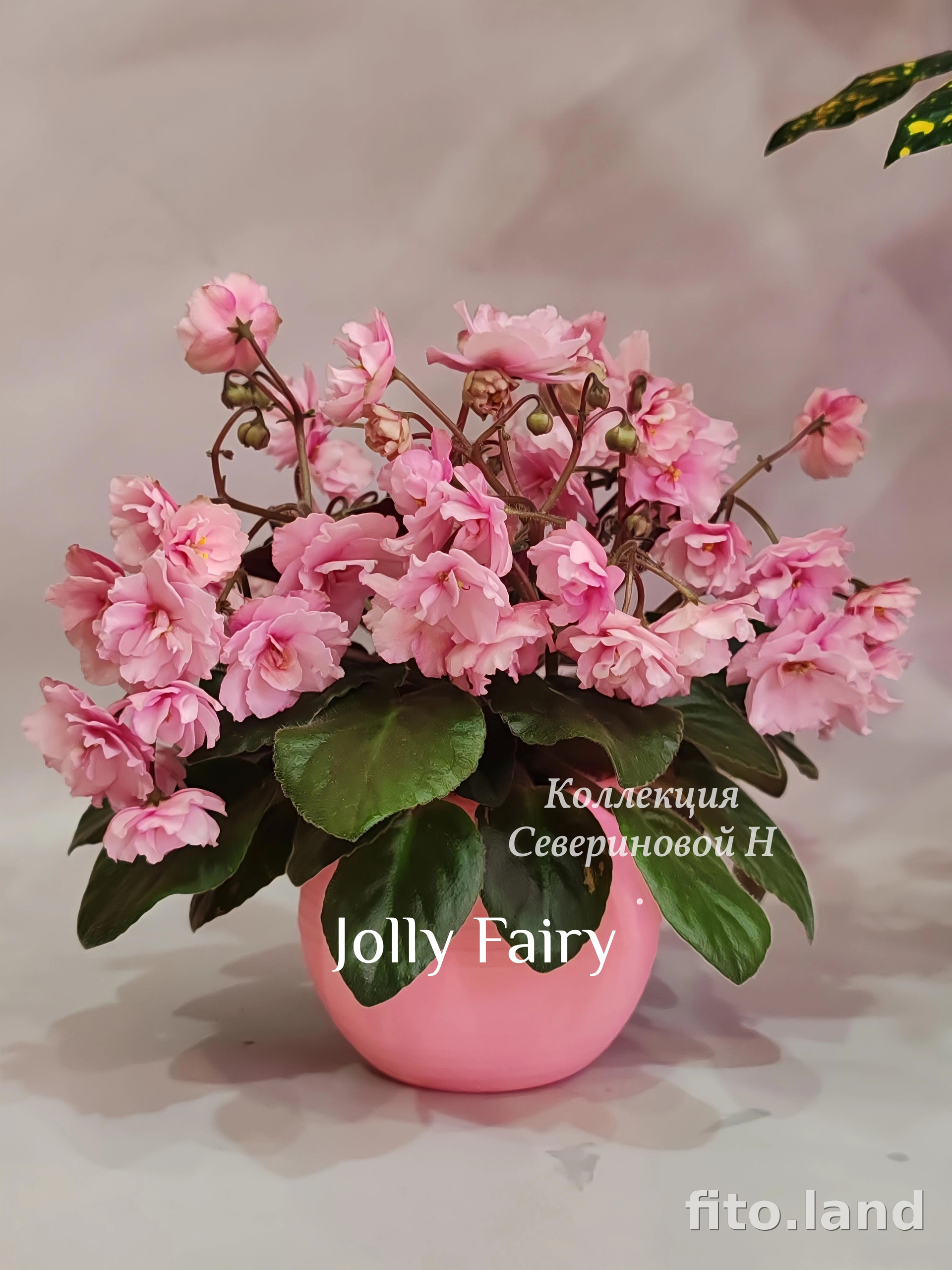 Фиалка Jolly Fairy, фото