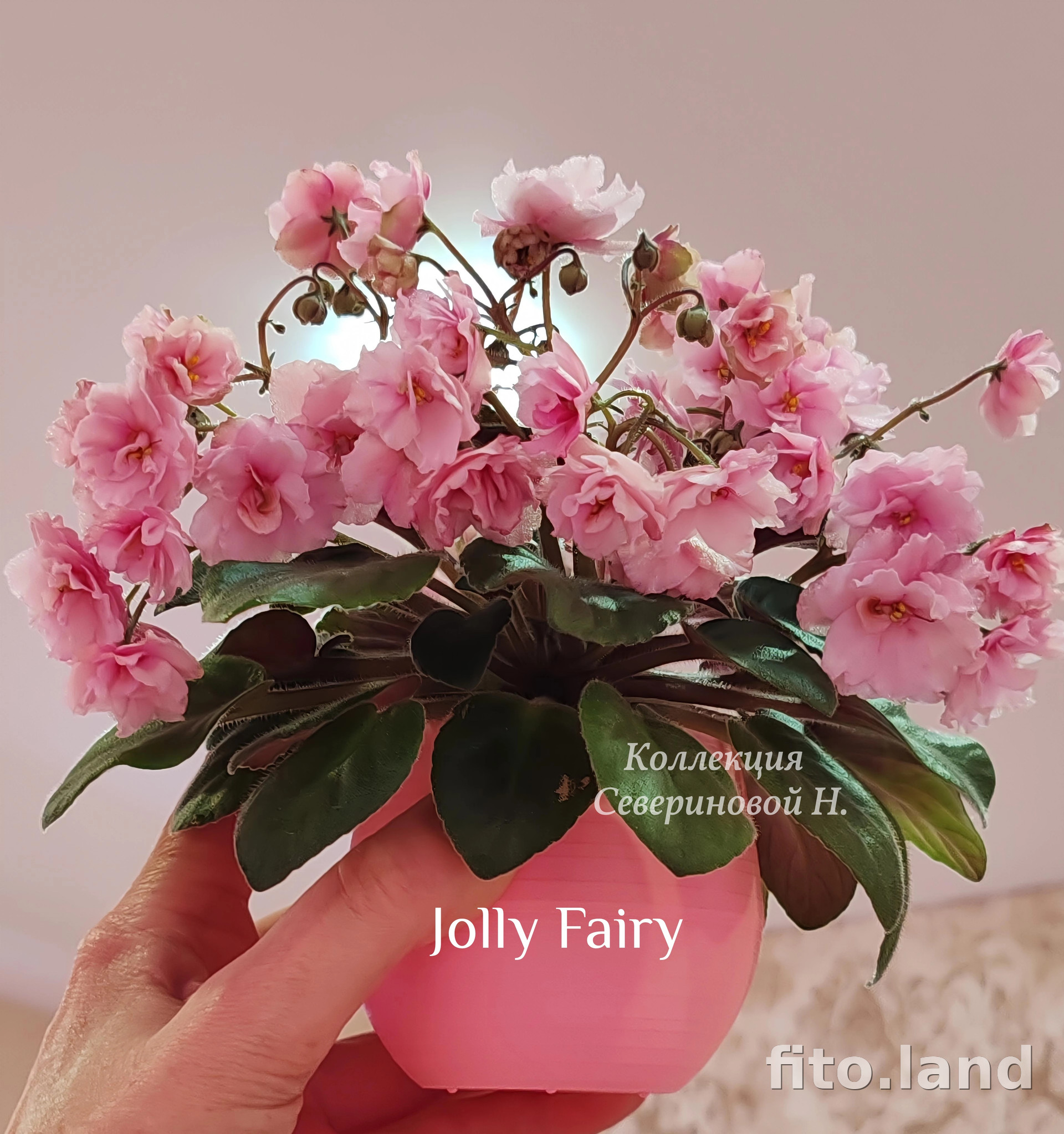 Фиалка Jolly Fairy, фото