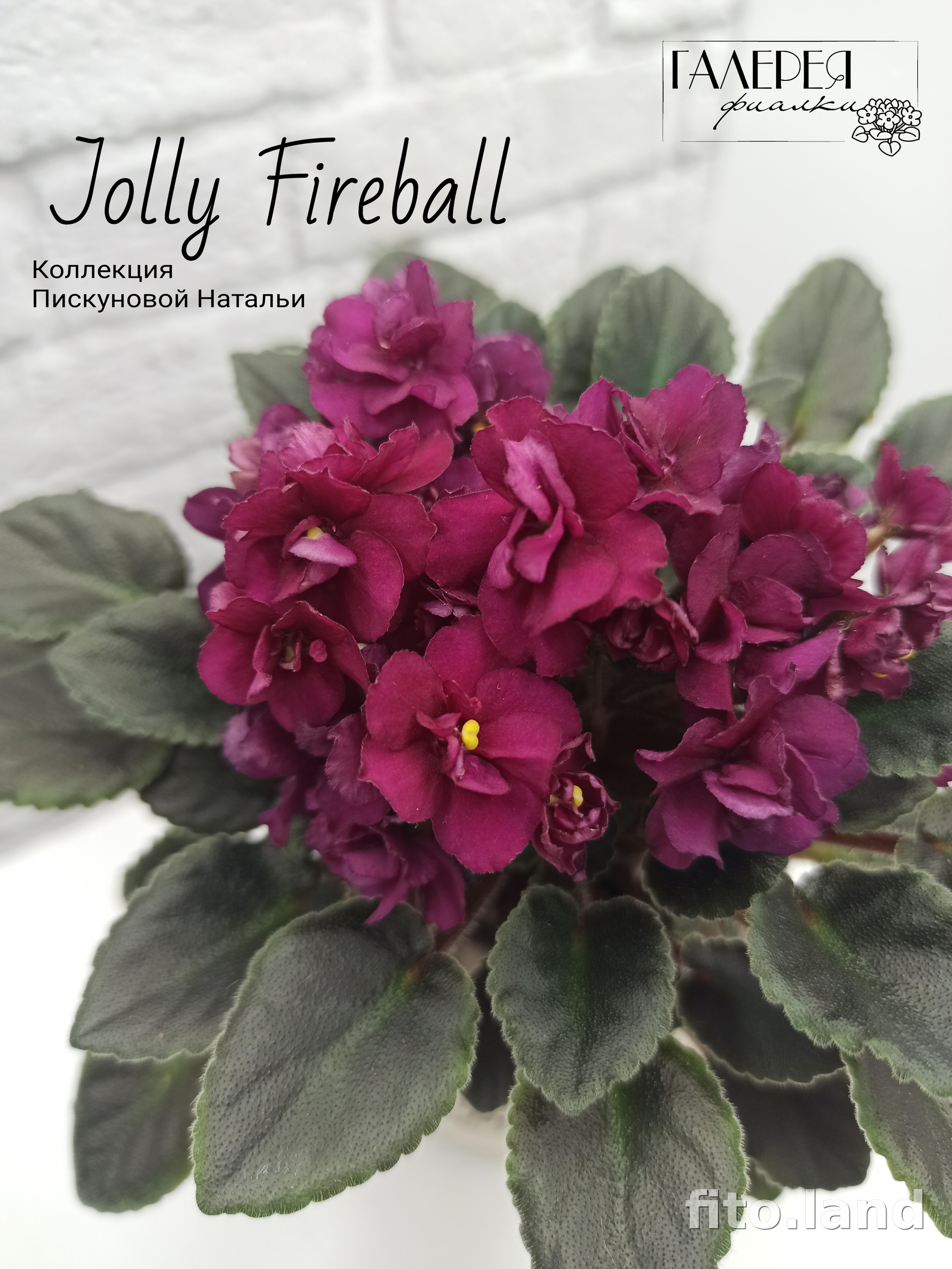 Фиалка Jolly Fireball, фото