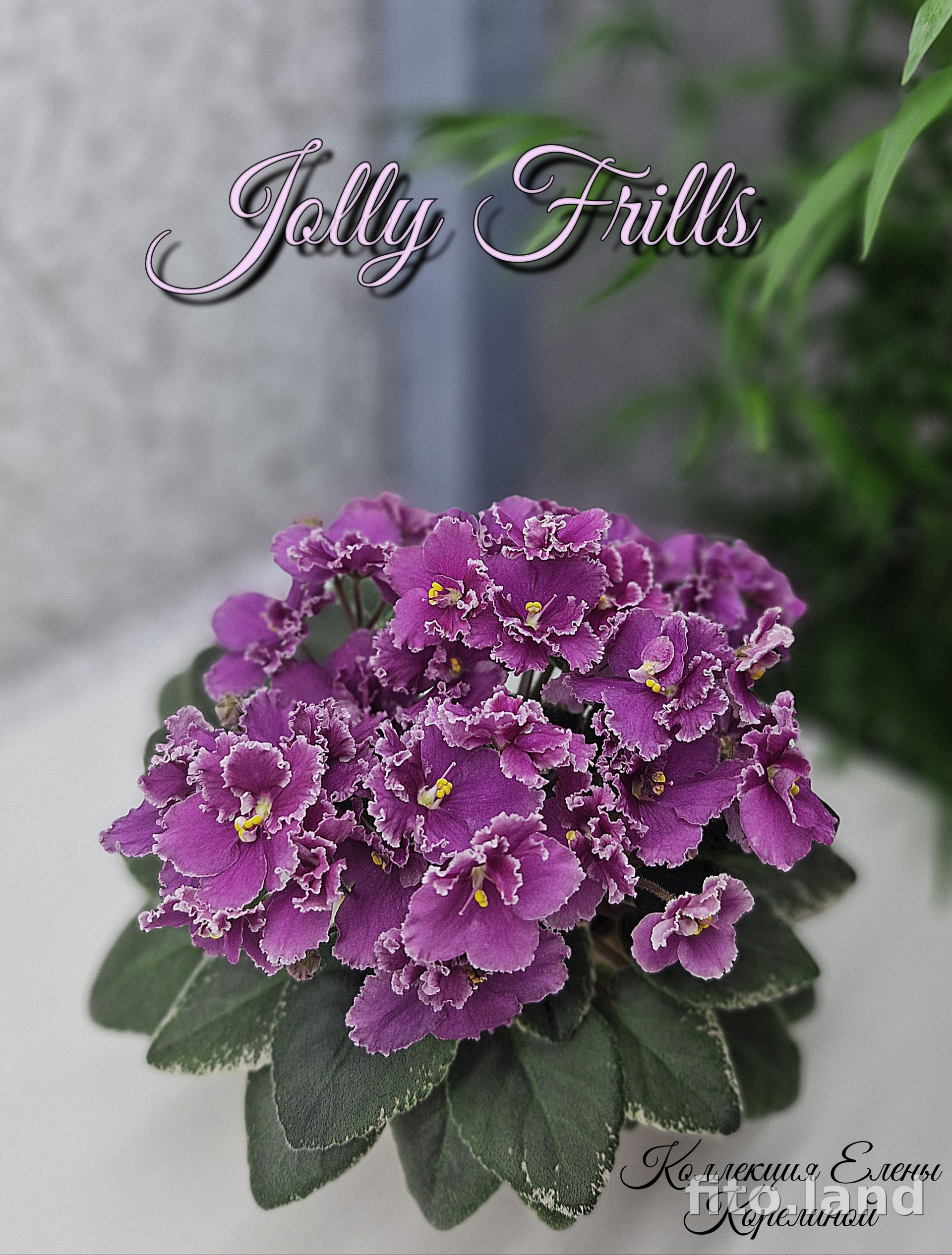 Фиалка Jolly Frills, фото