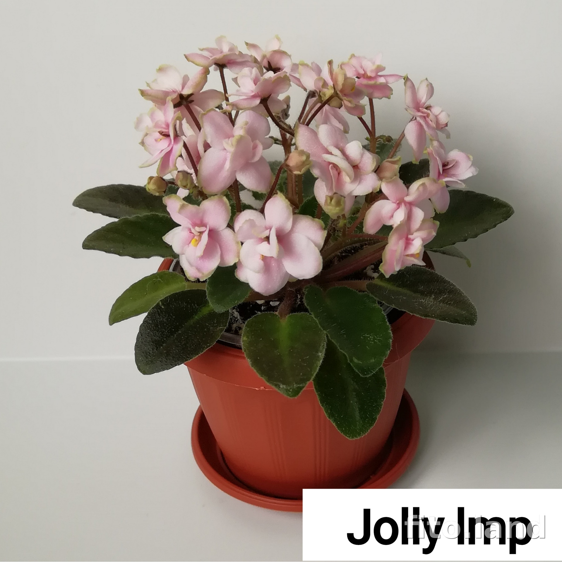 Фиалка Jolly Imp, фото