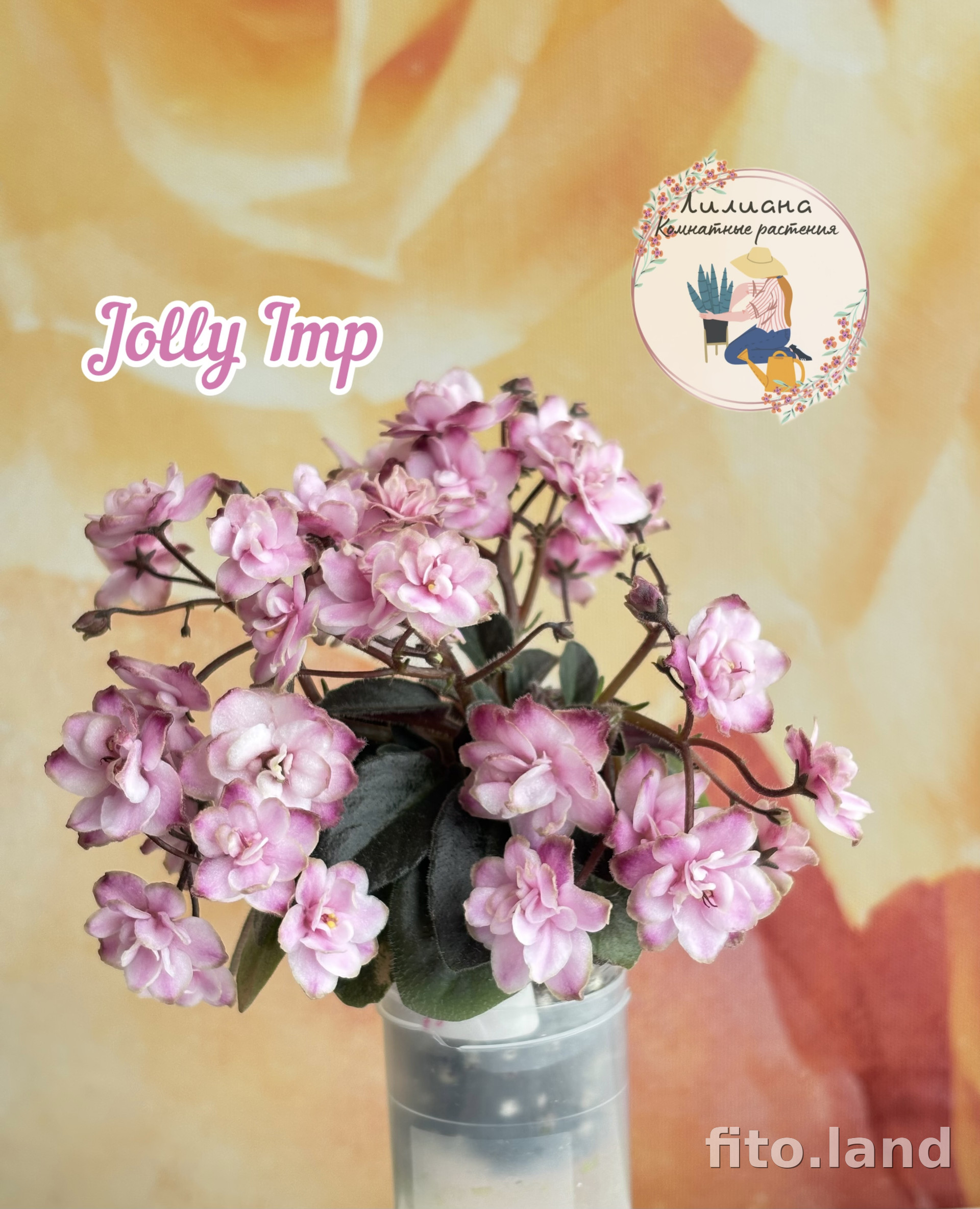 Фиалка Jolly Imp, фото