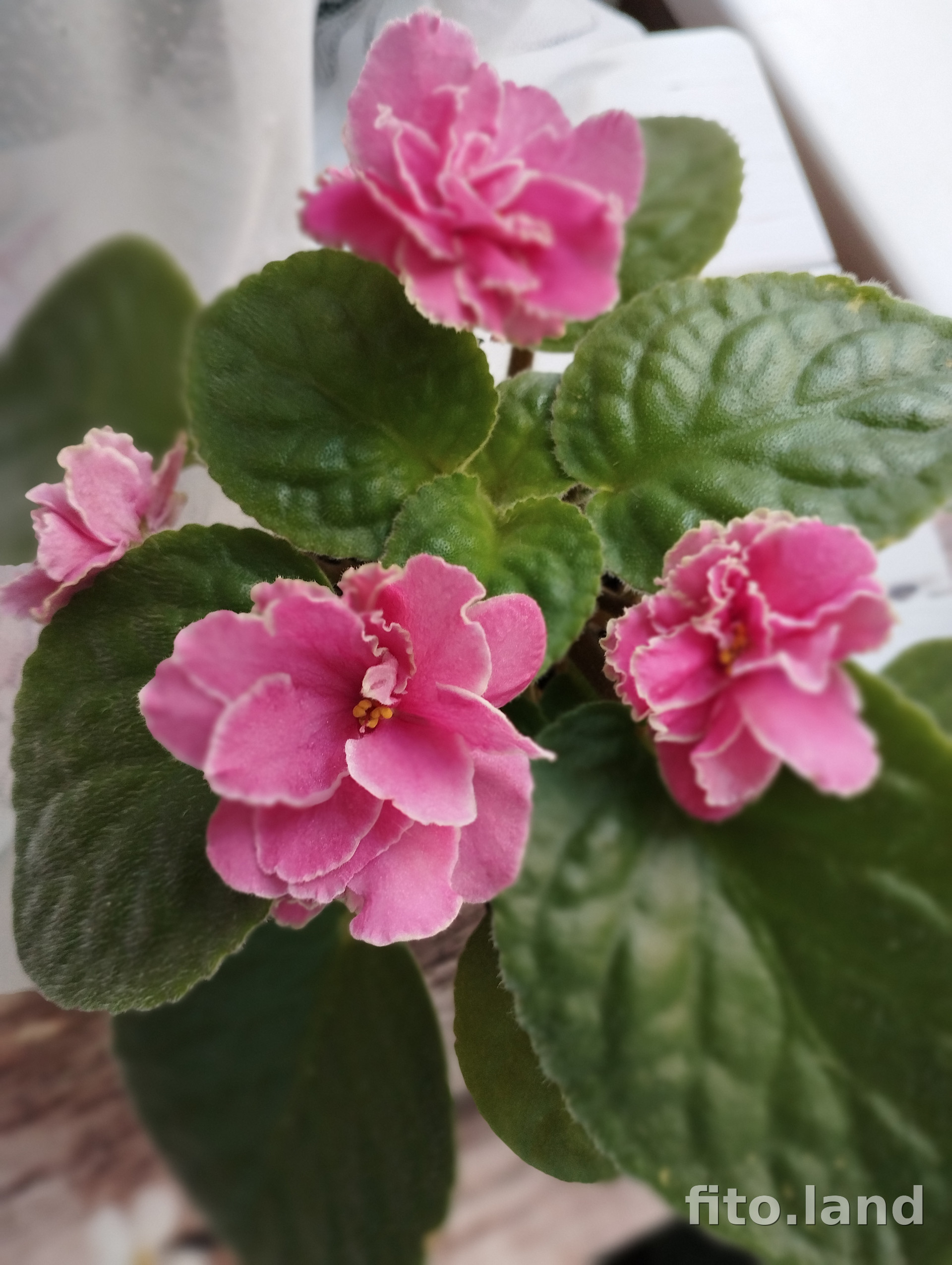 Фиалка Jolly Joe, фото