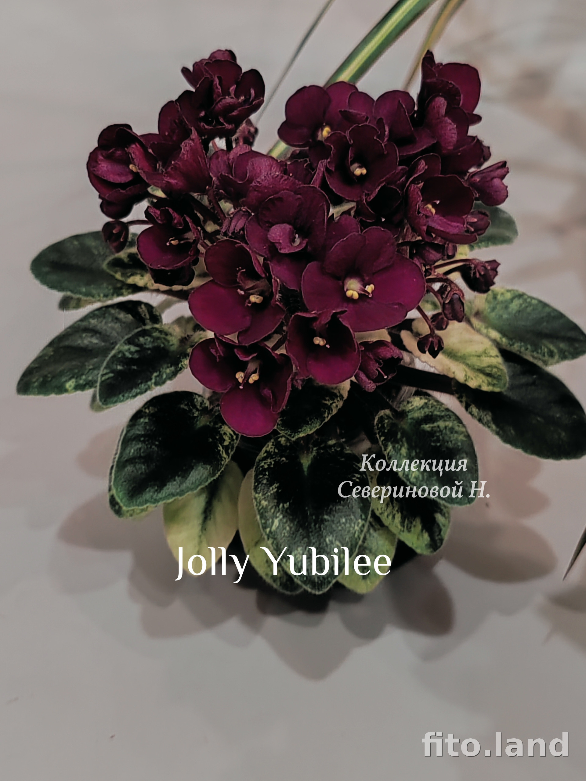 Фиалка Jolly Jubilee, фото