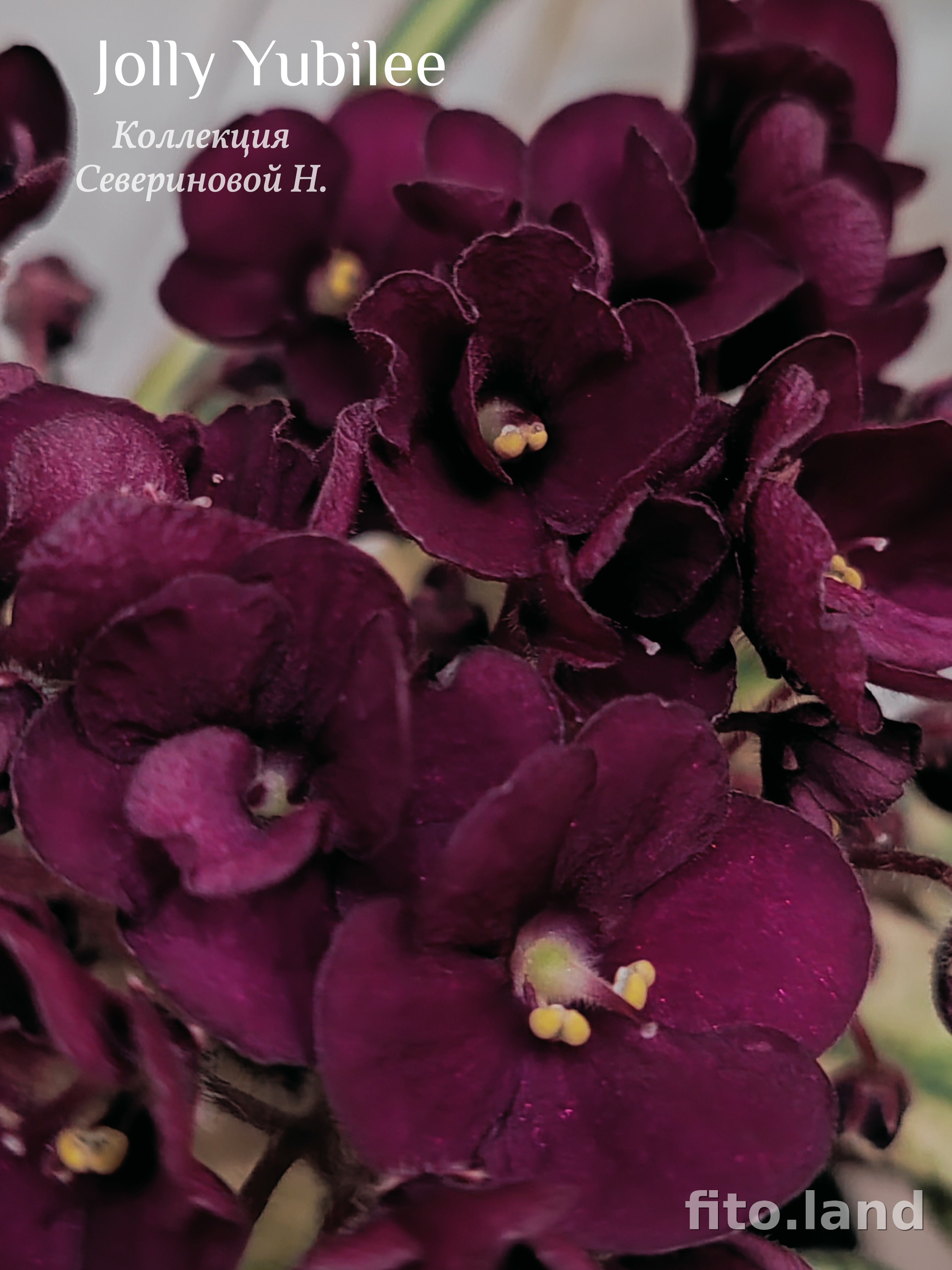 Фиалка Jolly Jubilee, фото