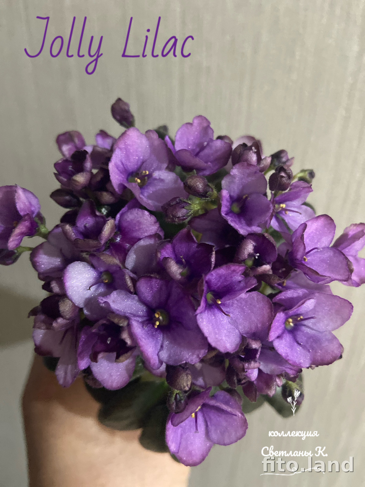 Фиалка Jolly Lilac, фото