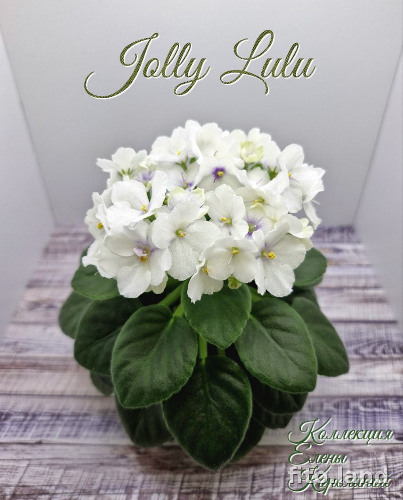 Фиалка Jolly Lulu, фото