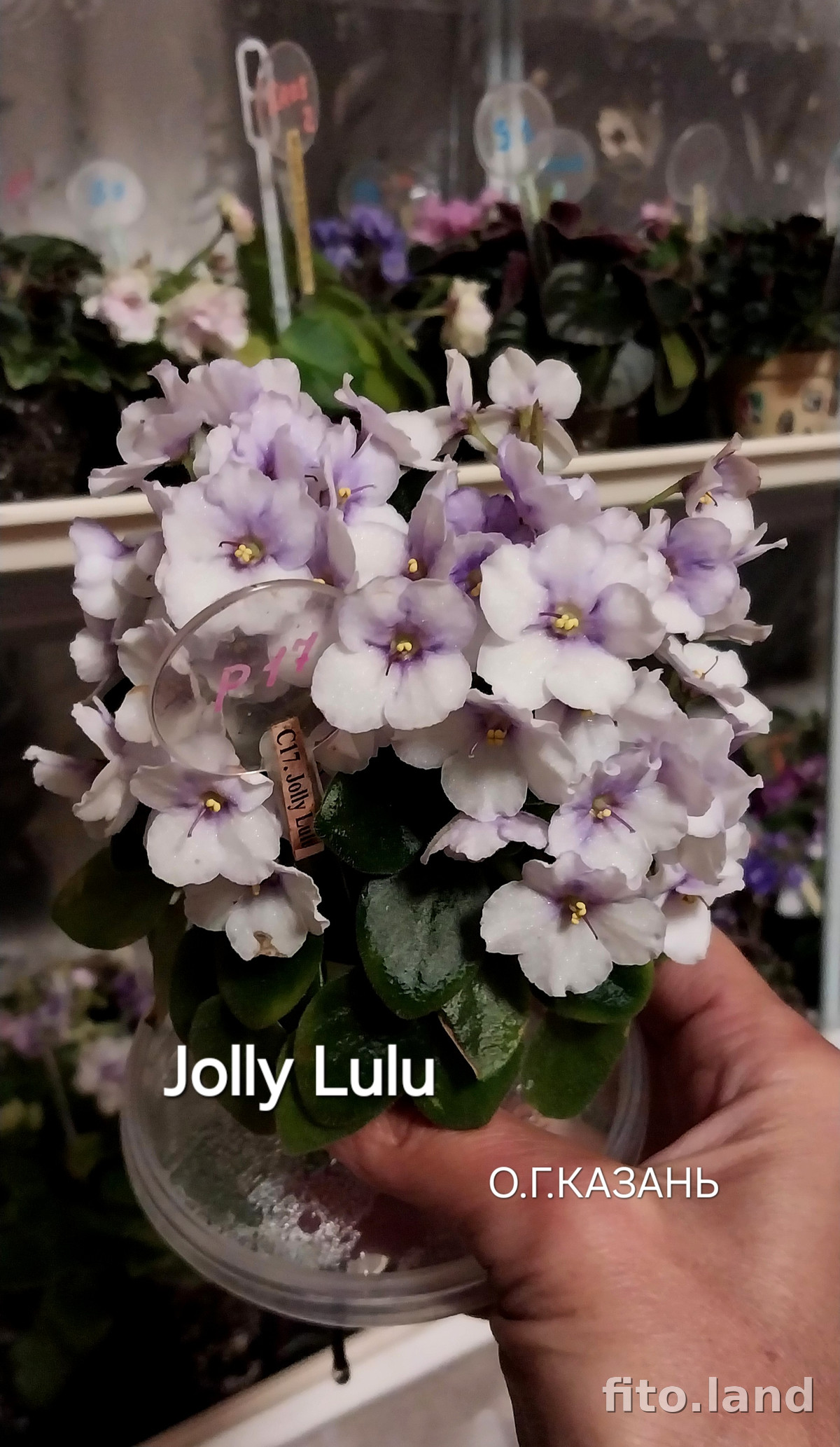 Фиалка Jolly Lulu, фото