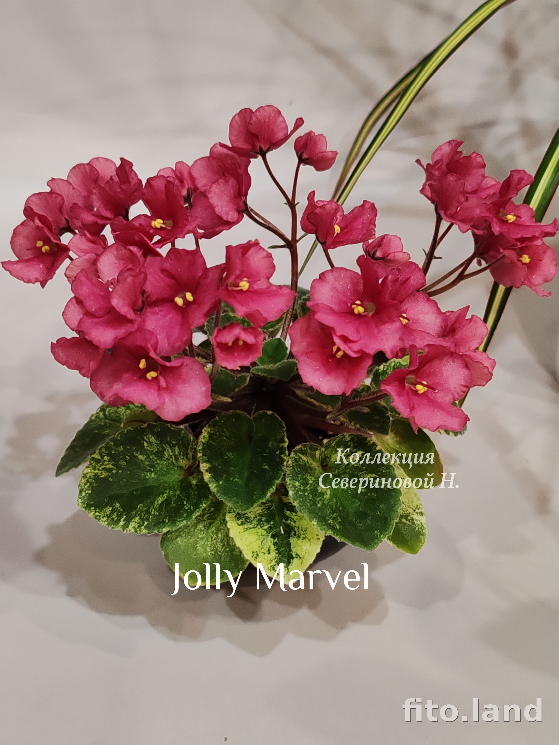 Фиалка Jolly Marvel, фото