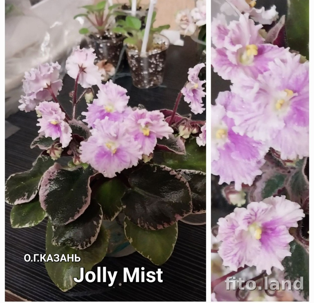 Фиалка Jolly Mist, фото