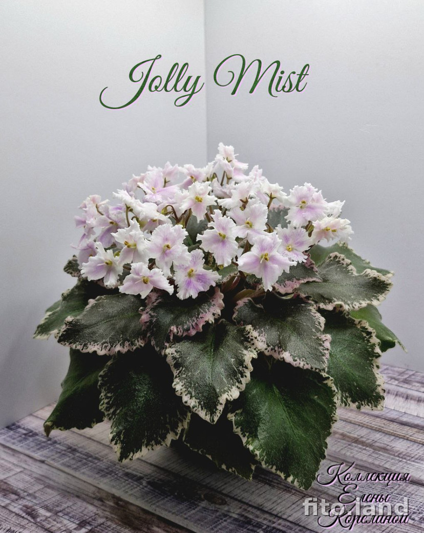 Фиалка Jolly Mist, фото