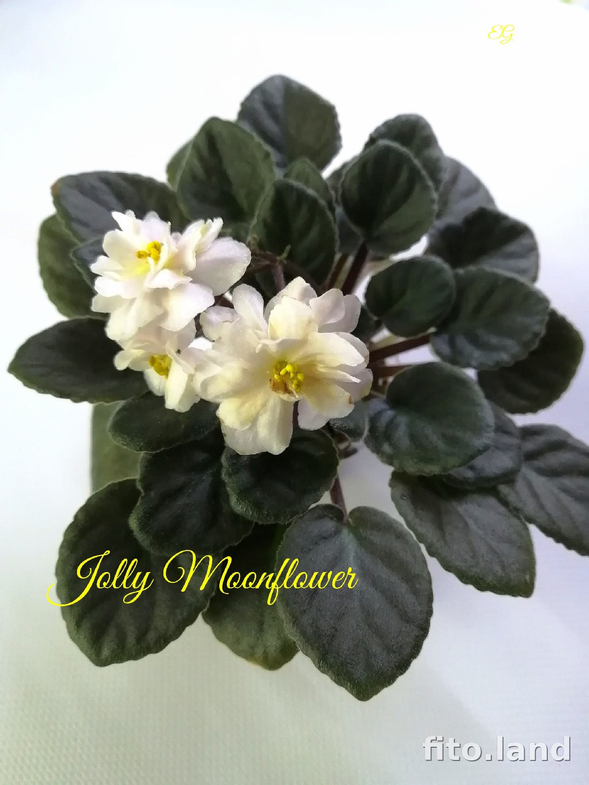 Фиалка Jolly Moonflower, фото