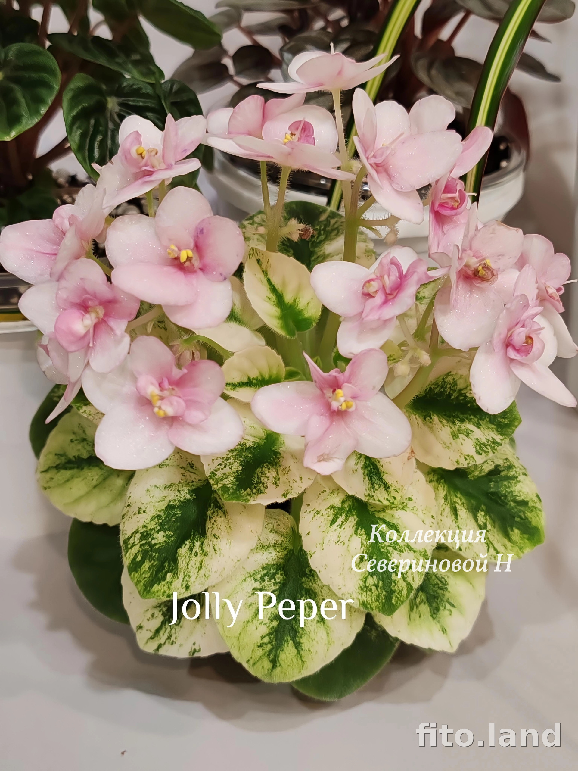 Фиалка Jolly Pepper, фото