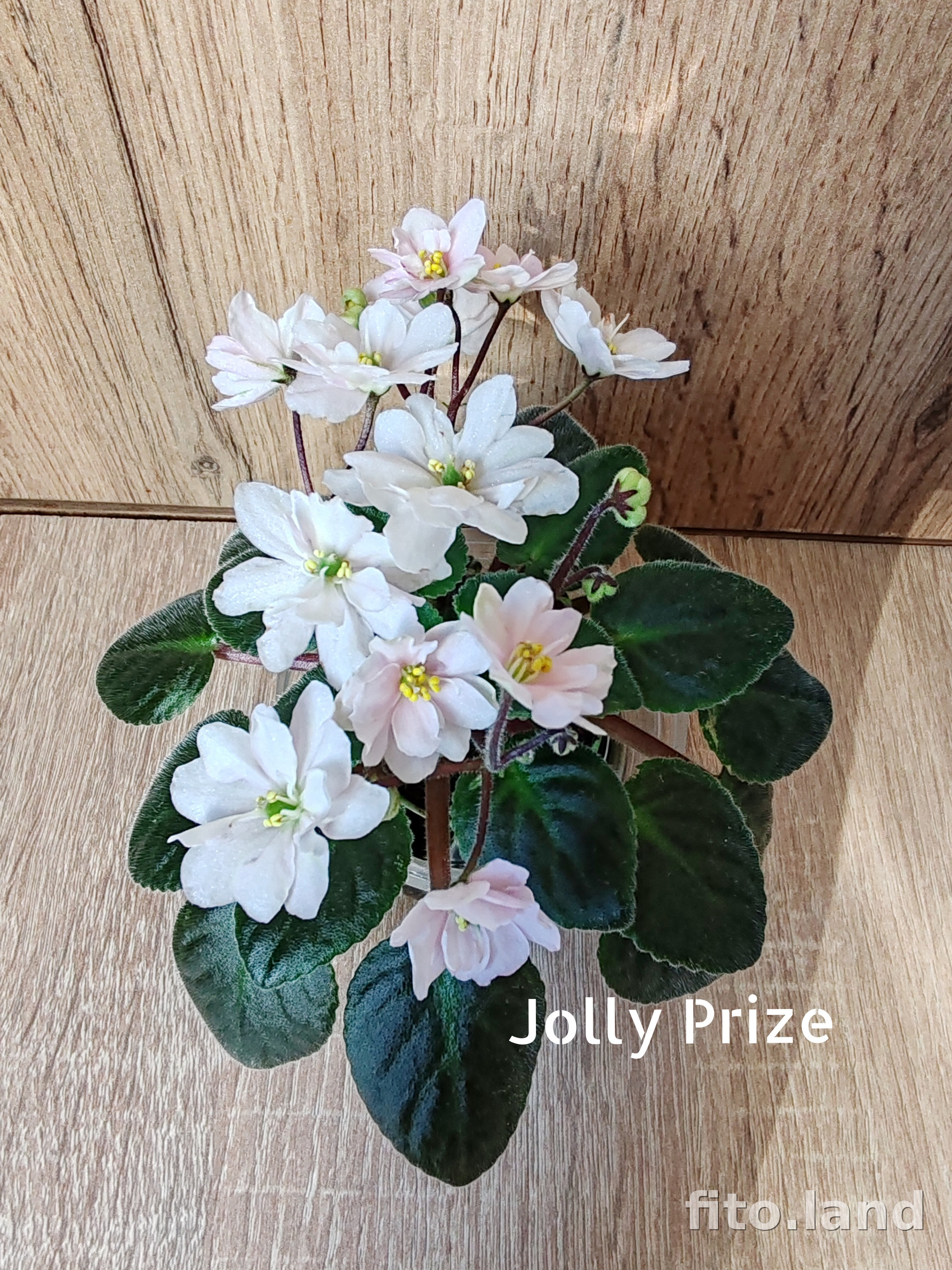 Фиалка Jolly Prize, фото