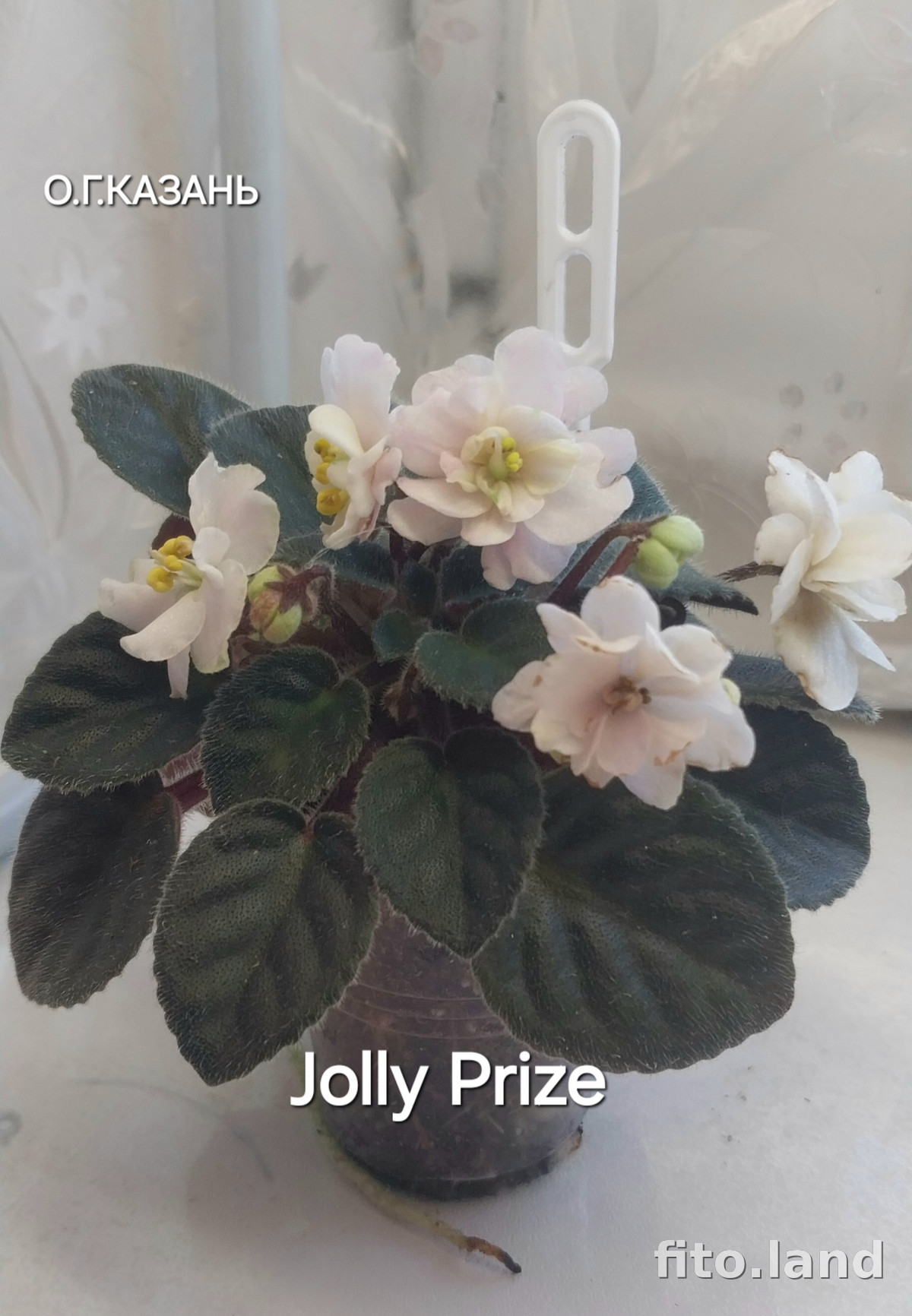 Фиалка Jolly Prize, фото