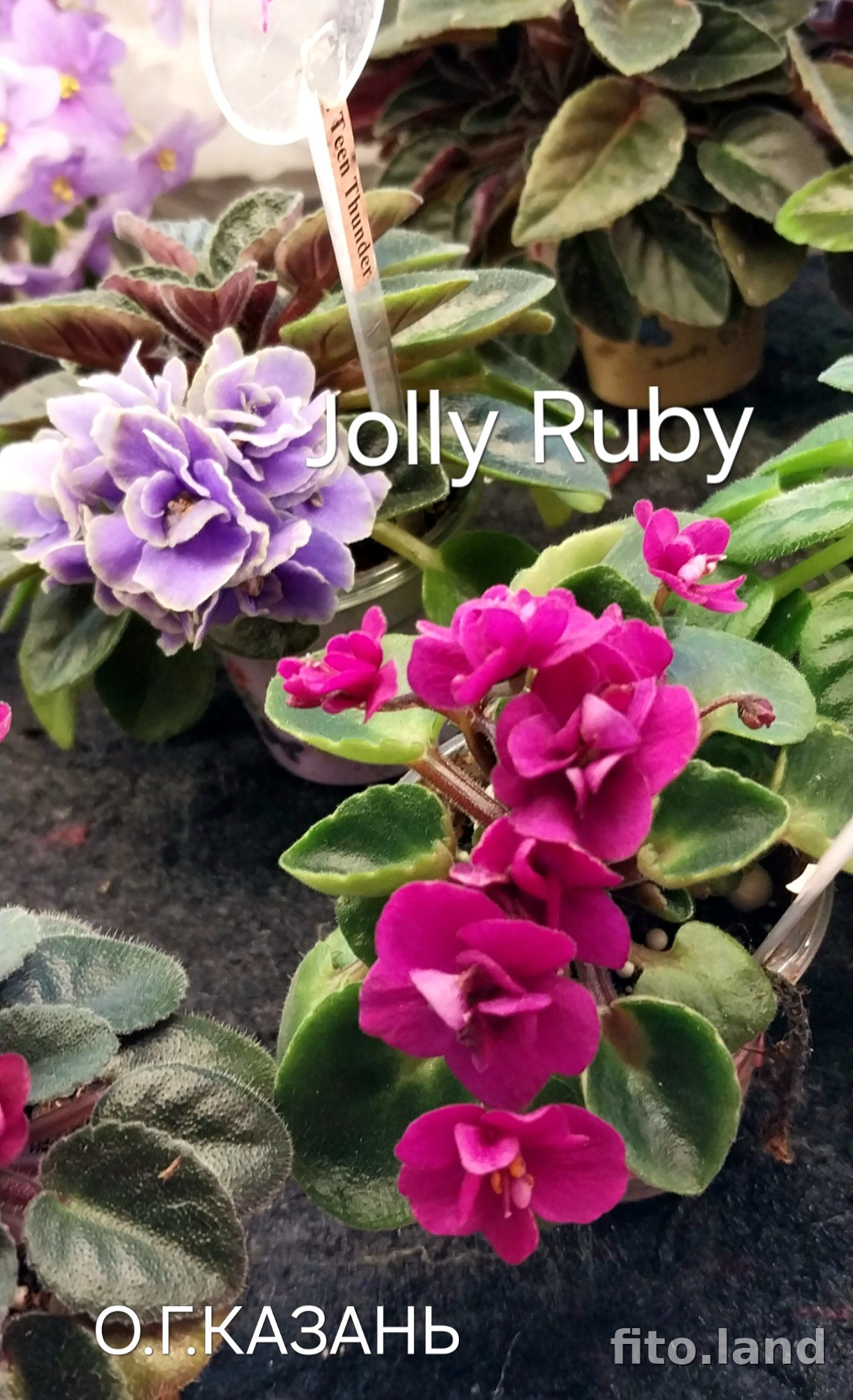 Фиалка Jolly Ruby, фото