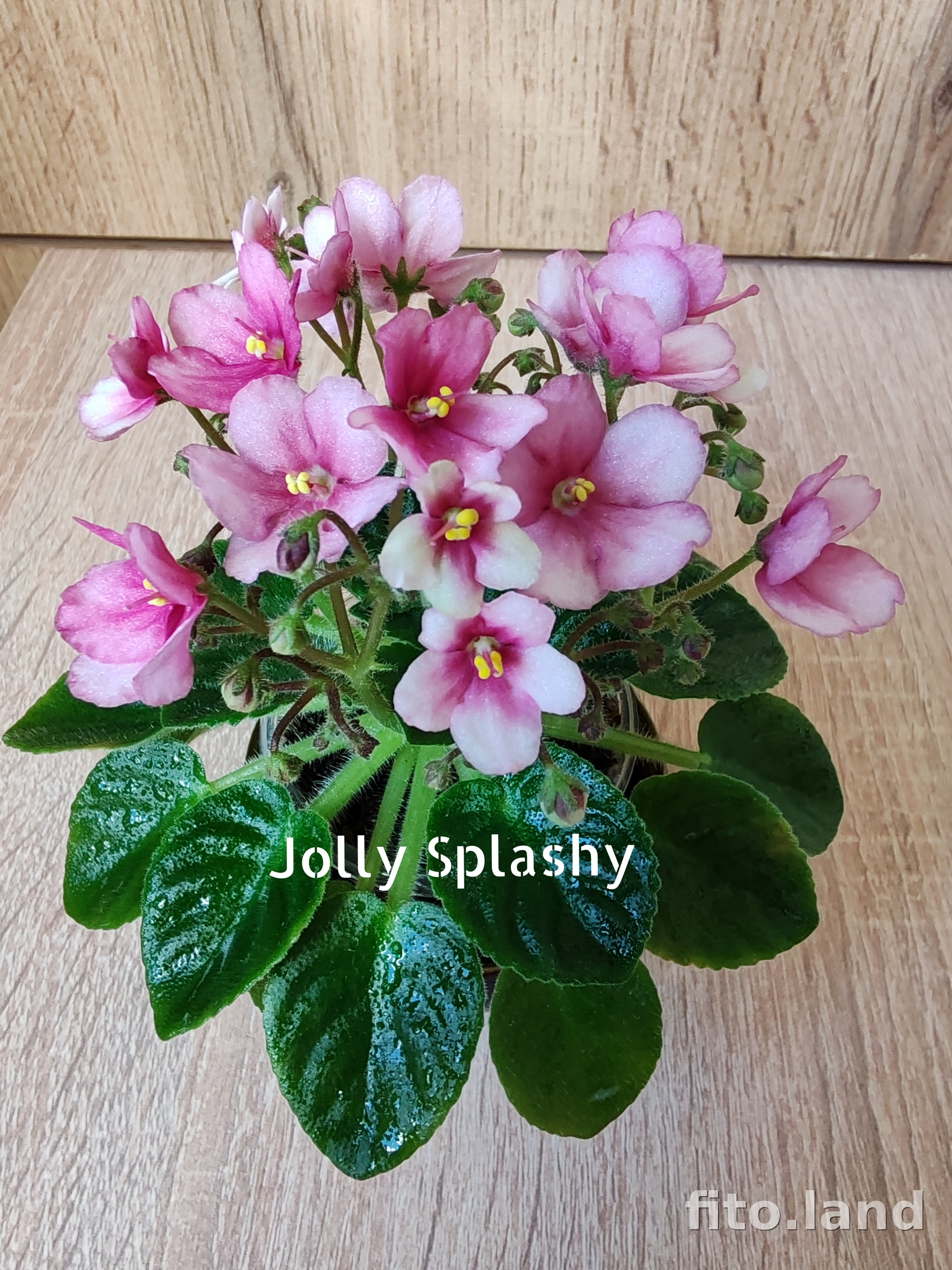 Фиалка Jolly Splashy, фото