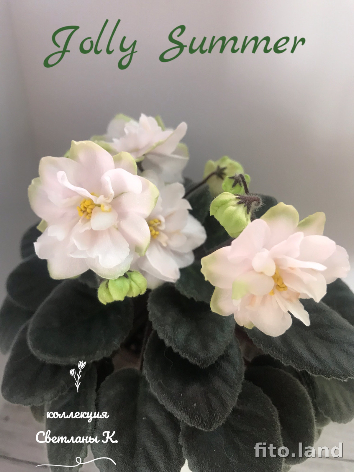Фиалка Jolly Summer, фото