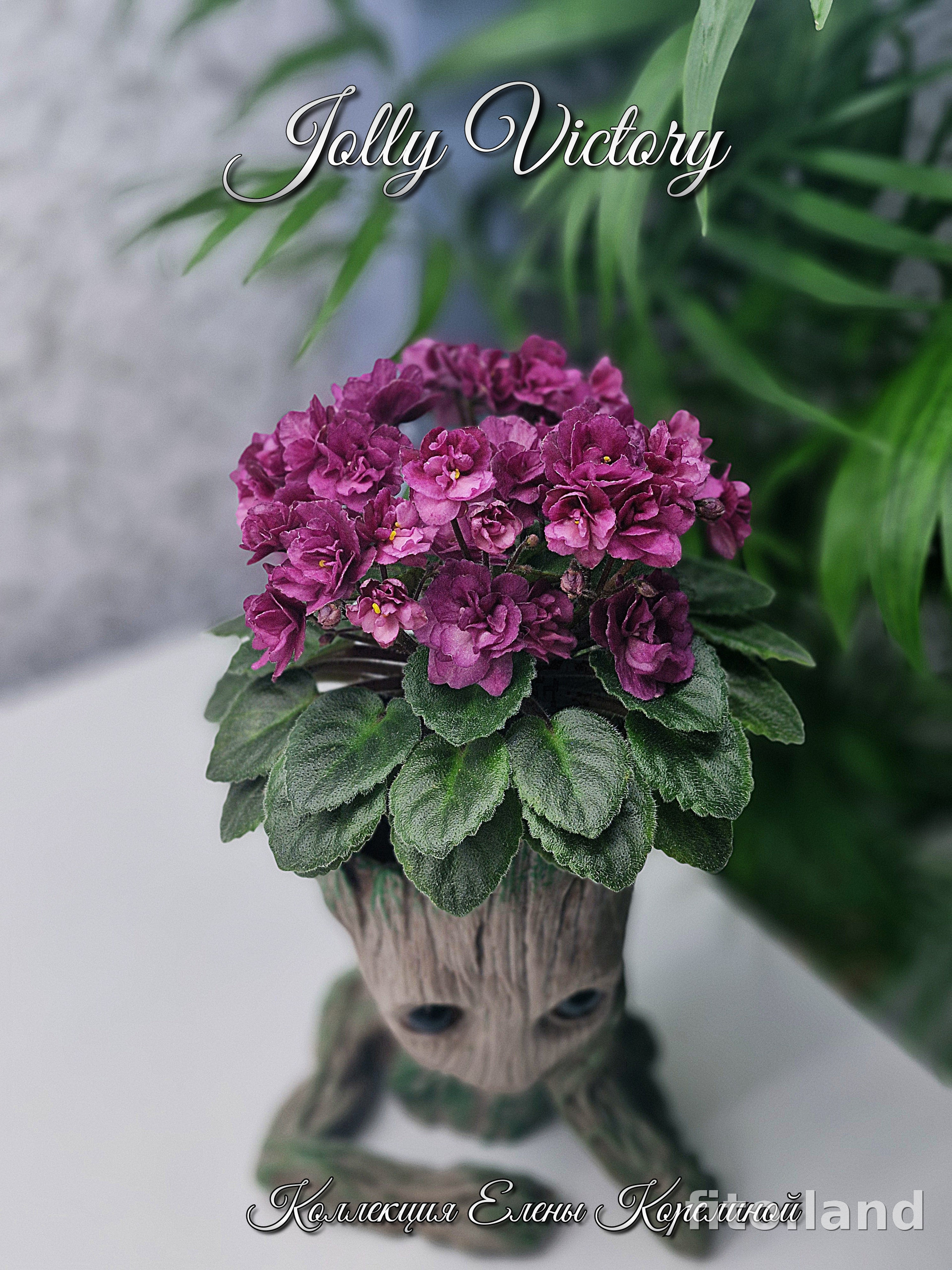 Фиалка Jolly Victory, фото