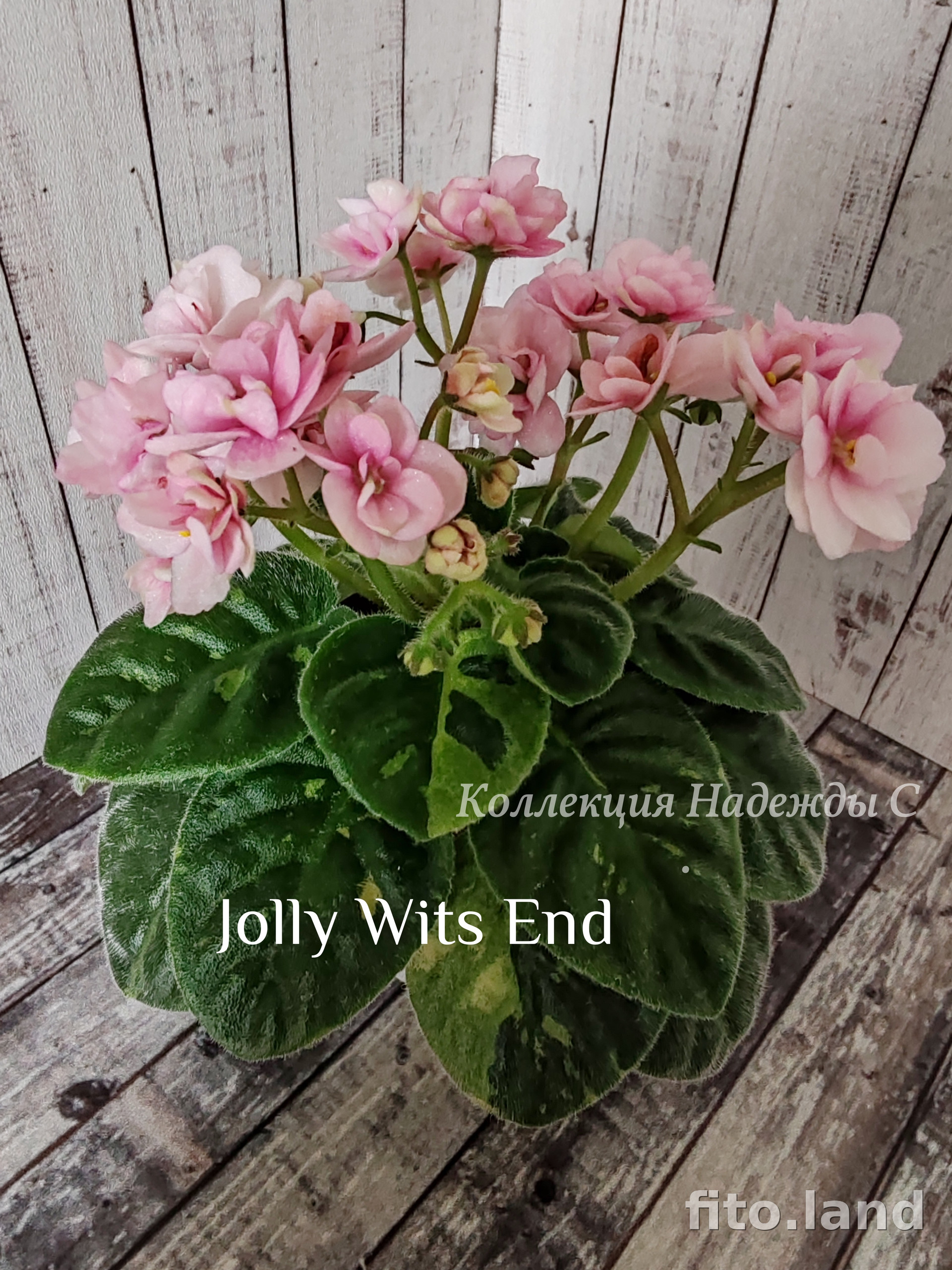 Фиалка Jolly Wits End, фото