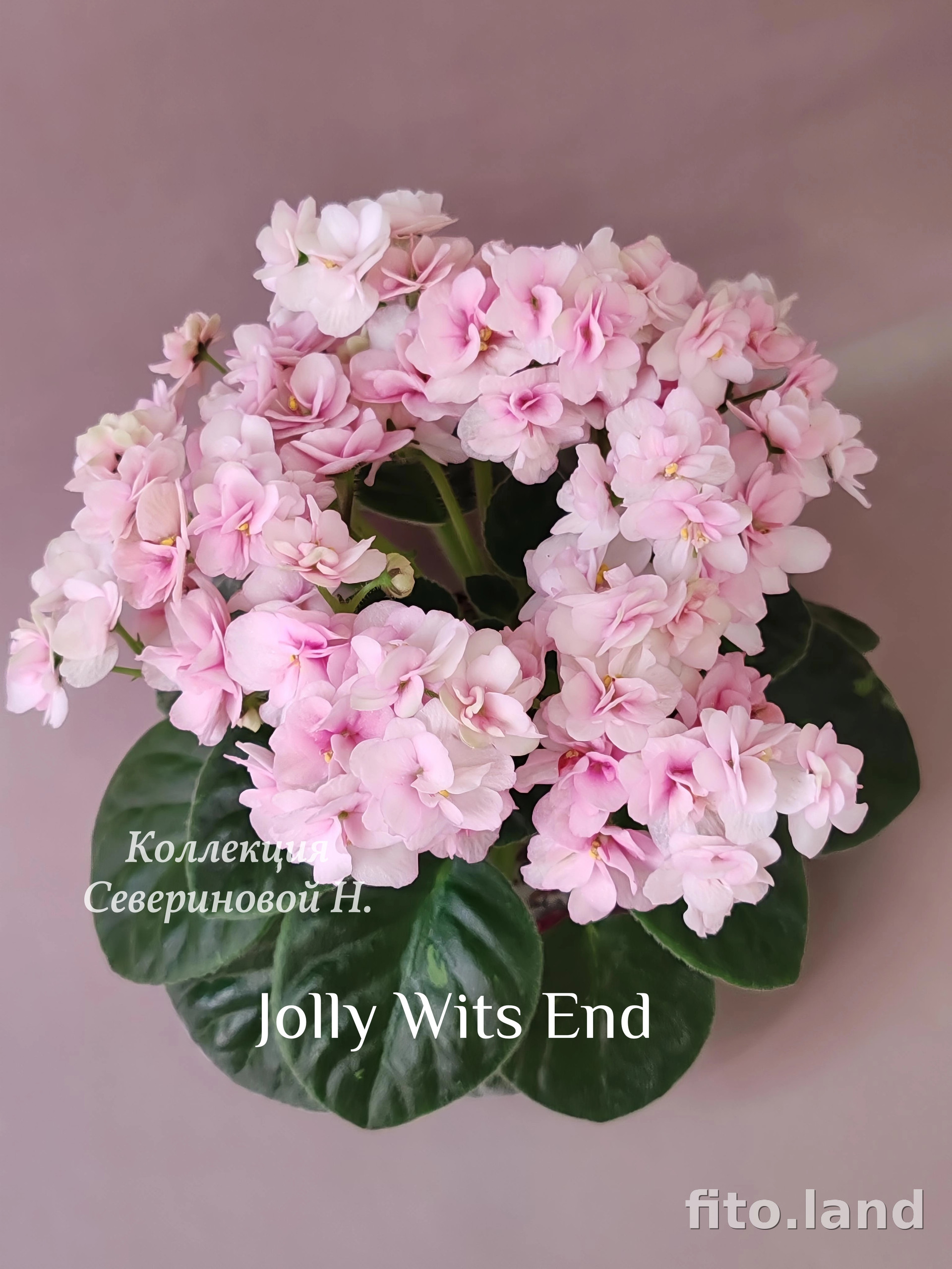 Фиалка Jolly Wits End, фото