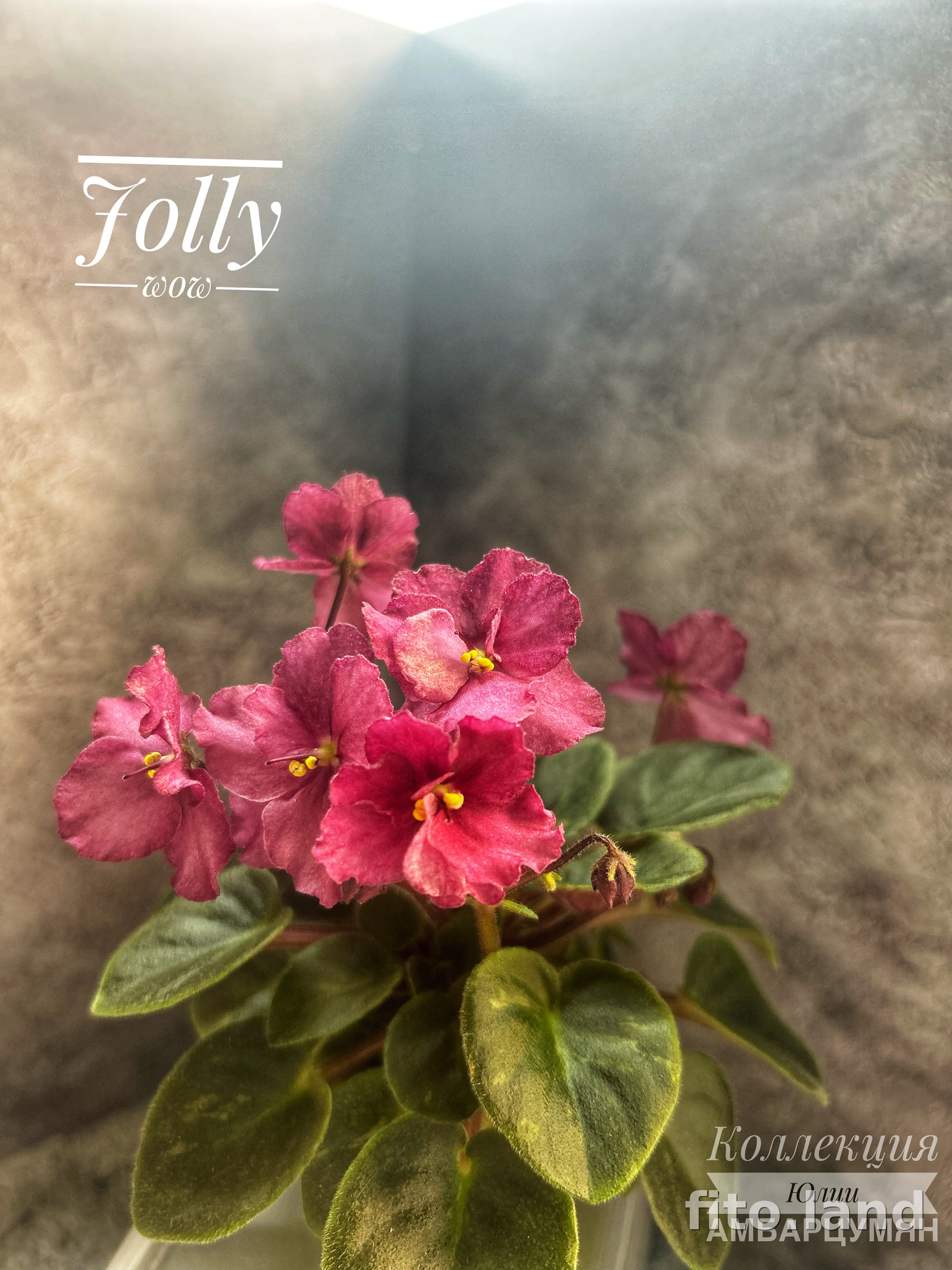 Фиалка Jolly Wow, фото