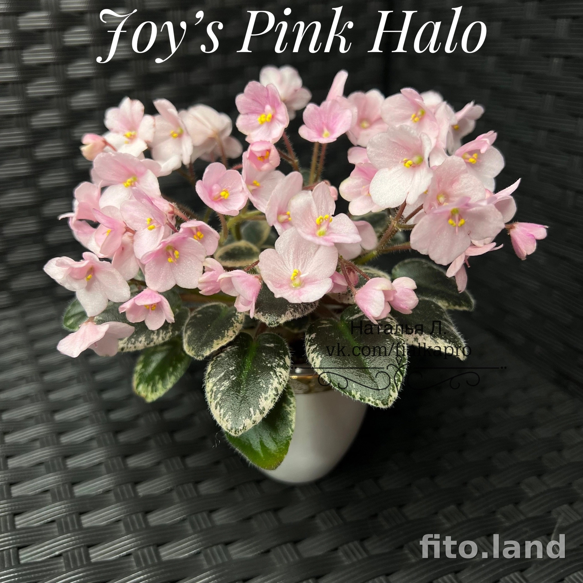 Фиалка Joy's Pink Halo, фото
