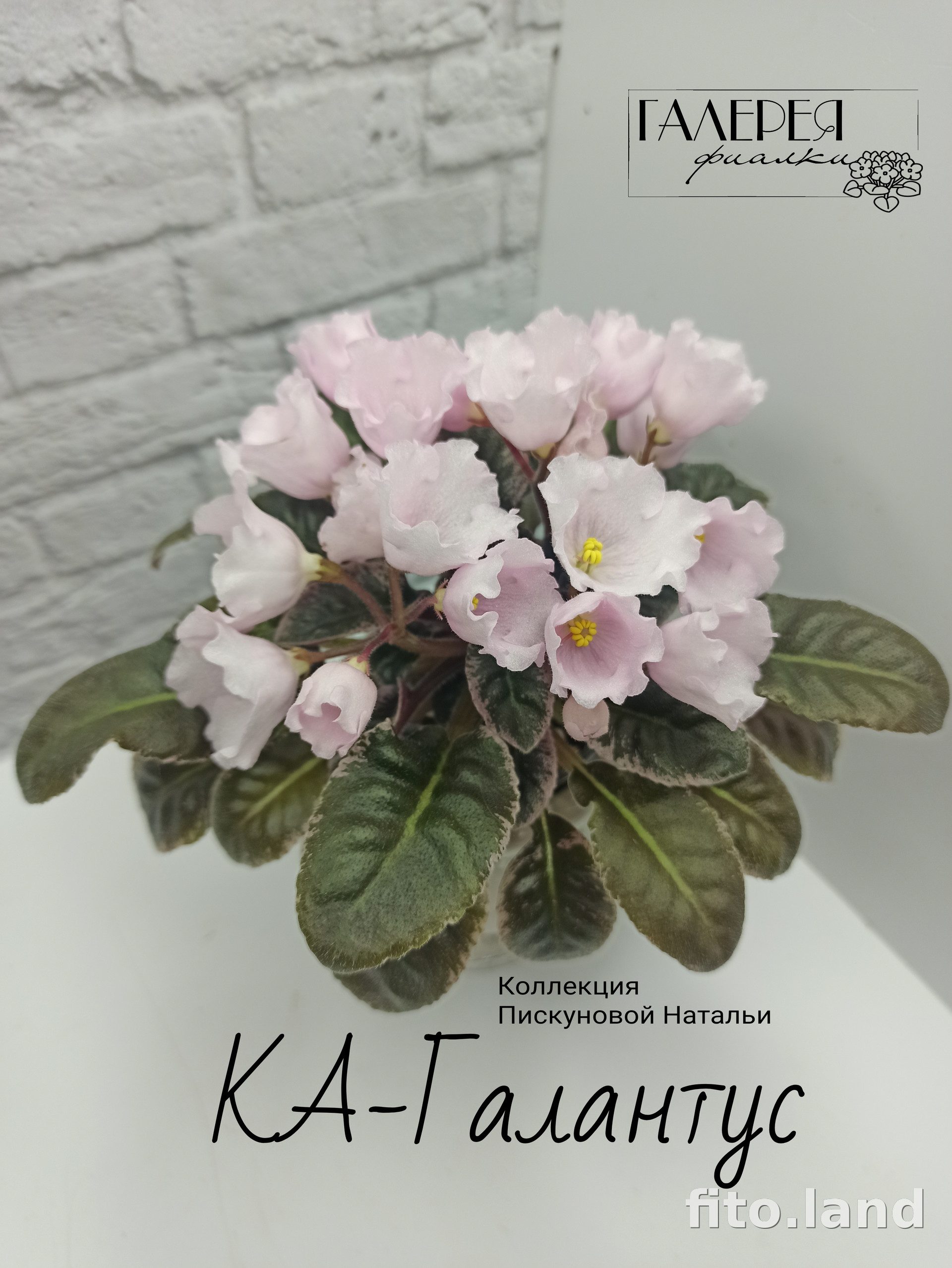 Фиалка КА-Галантус, фото