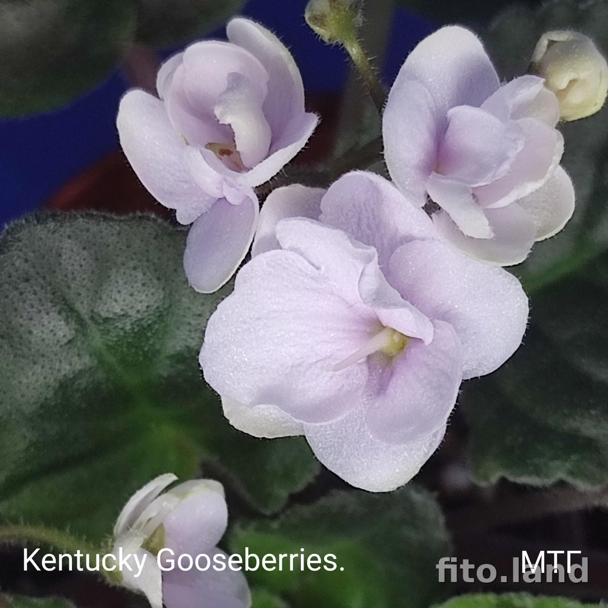 Фиалка Kentucky Gooseberries, фото