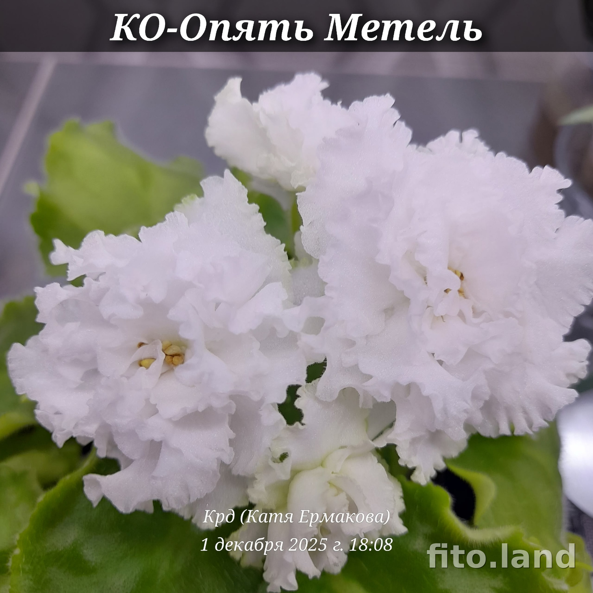 Фиалка КО-Опять Метель, фото