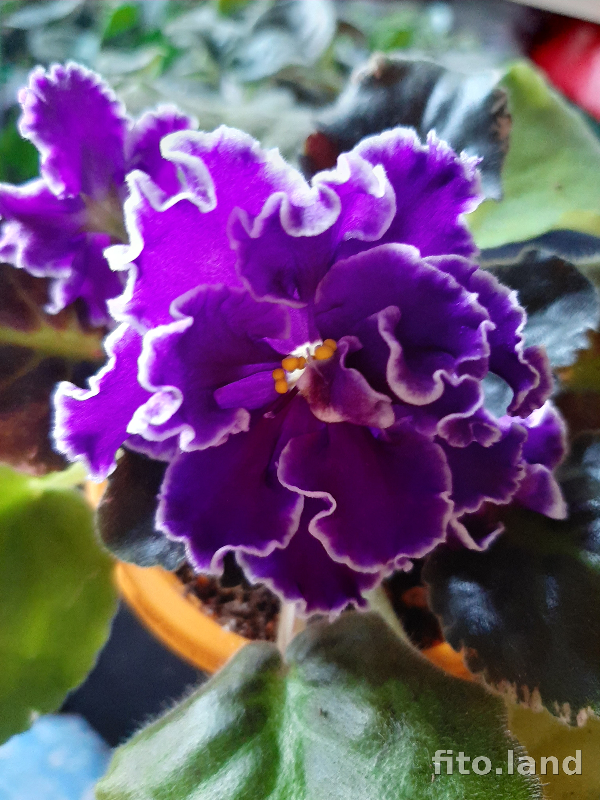 Фиалка КО-Пасмурный Декабрь, фото