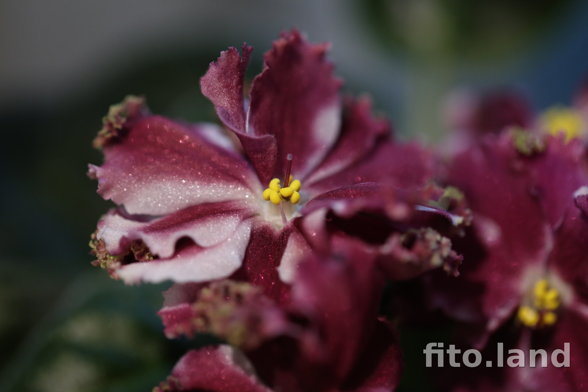 Фиалка КО-Петушок Золотой Гребешок, фото