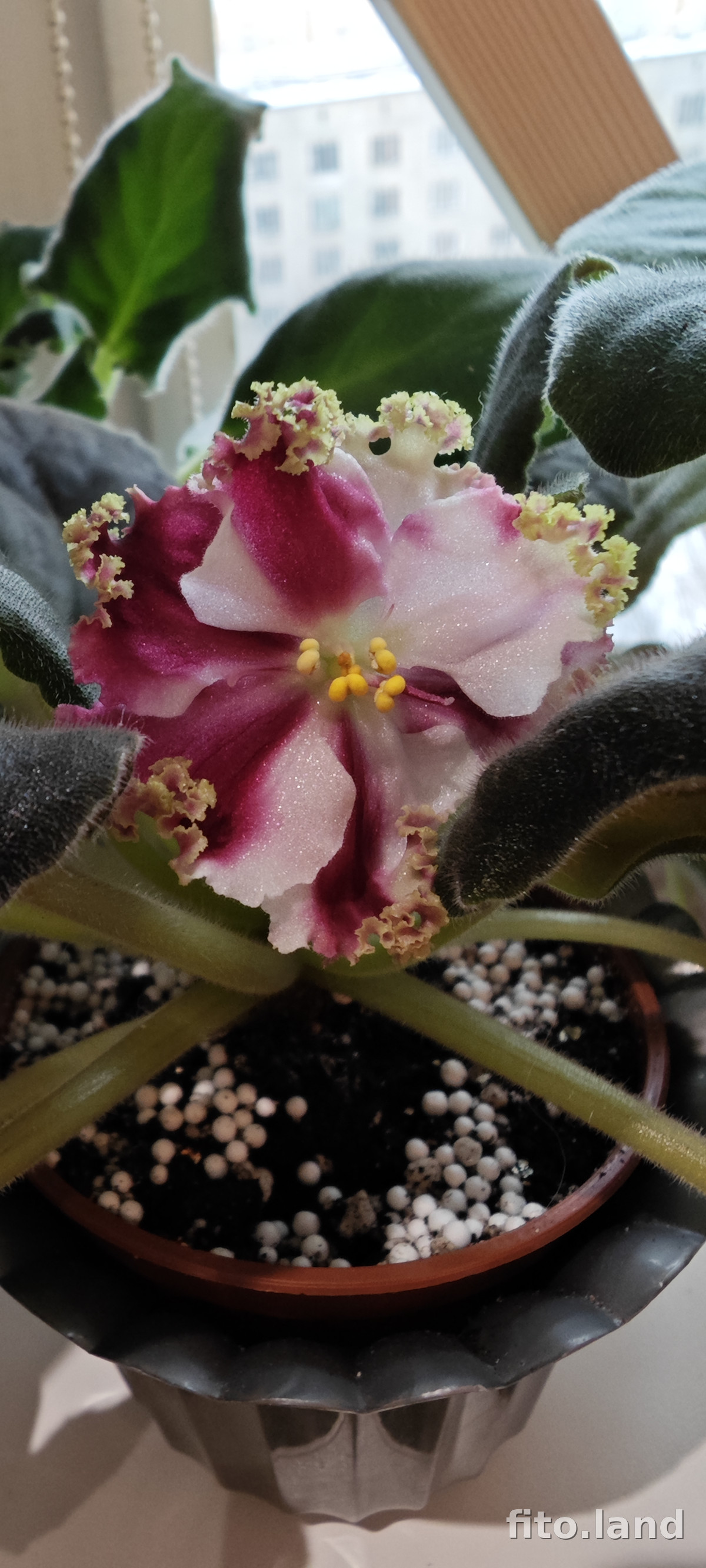 Фиалка КО-Петушок Золотой Гребешок, фото