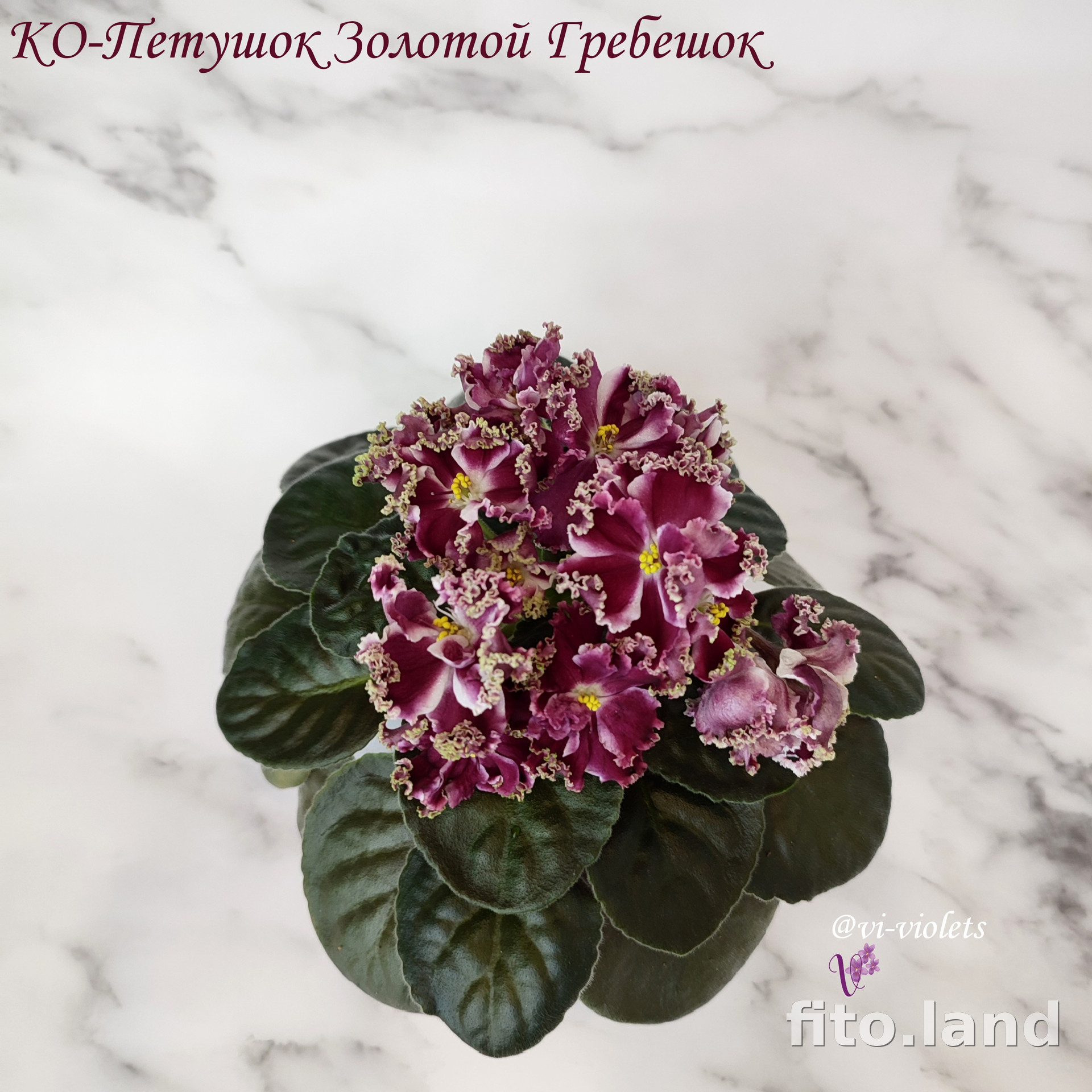 Фиалка КО-Петушок Золотой Гребешок, фото
