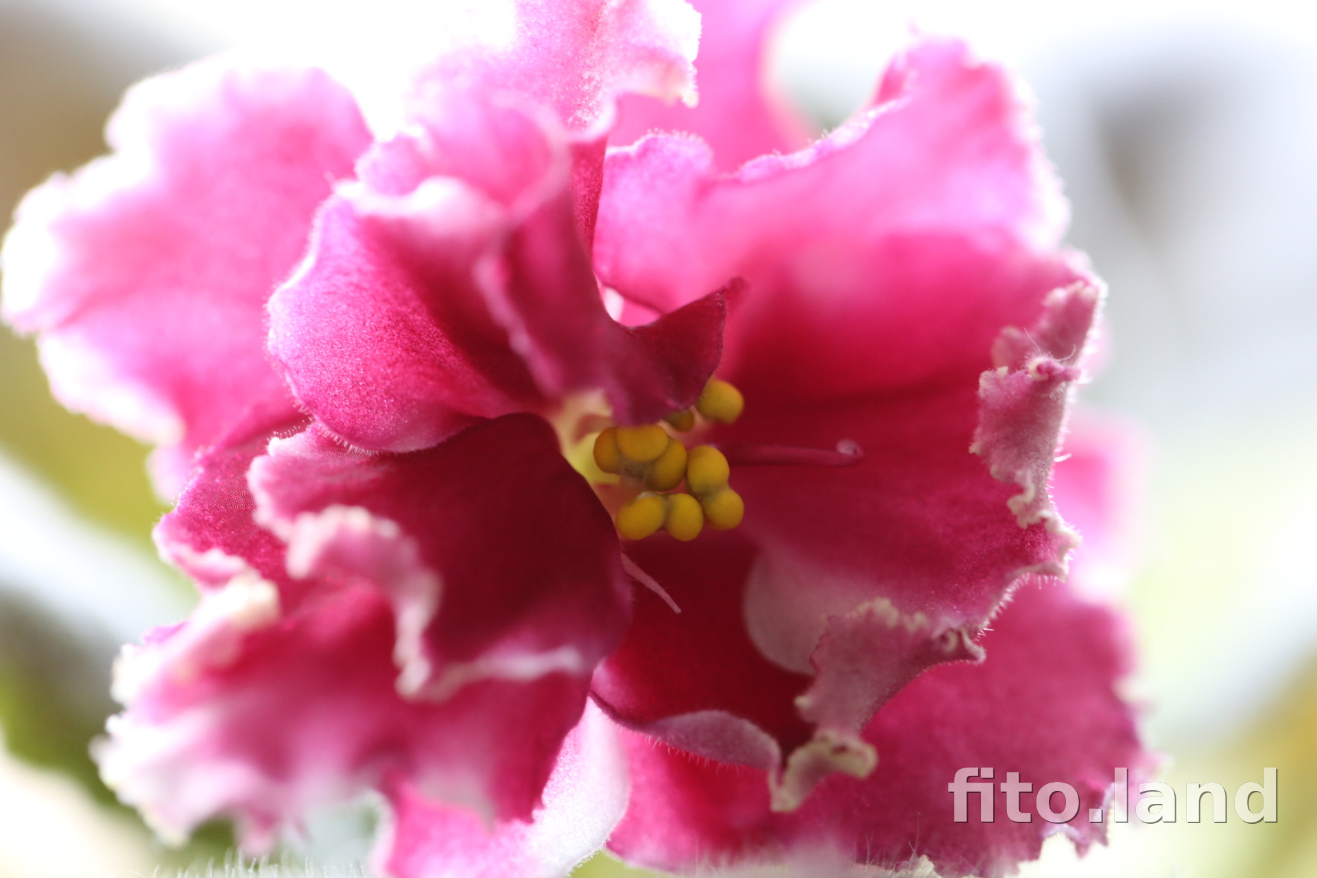 Фиалка КО-Петушок Золотой Гребешок, фото