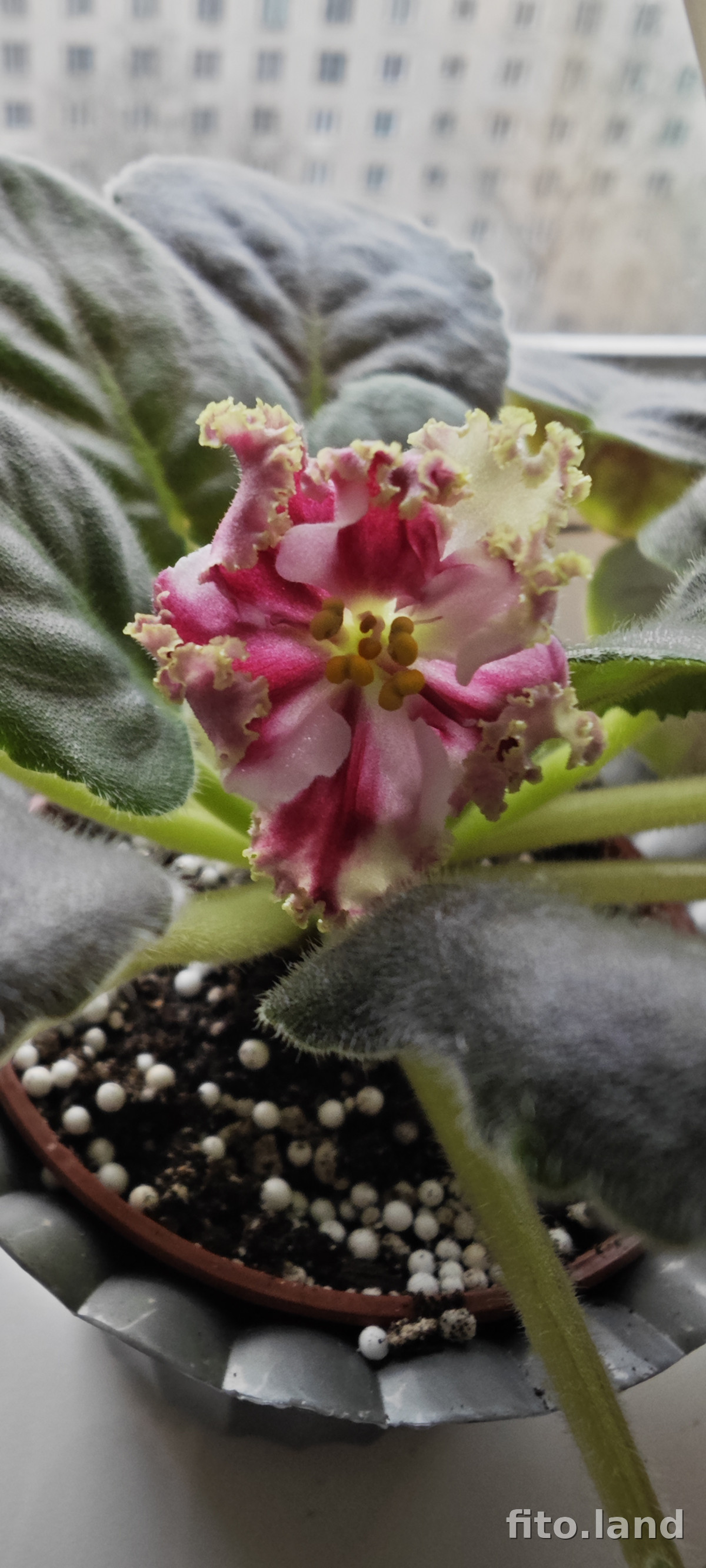 Фиалка КО-Петушок Золотой Гребешок, фото