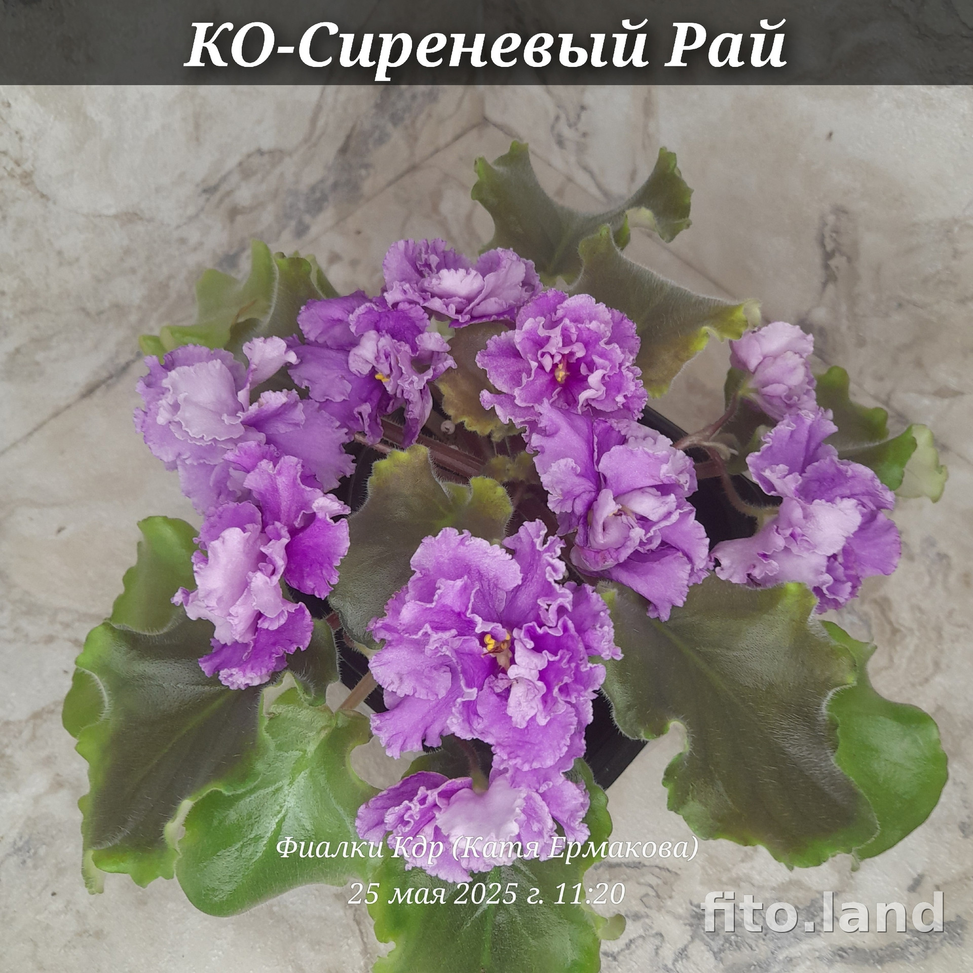 Фиалка КО-Сиреневый Рай, фото