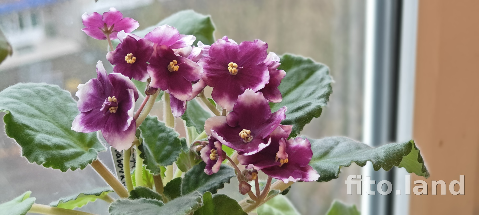 Фиалка KZ-Эффект Бабочки, фото