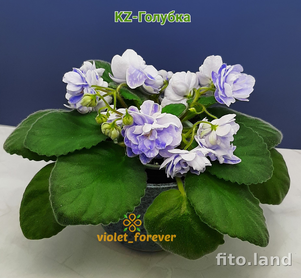 Фиалка KZ-Голубка, фото