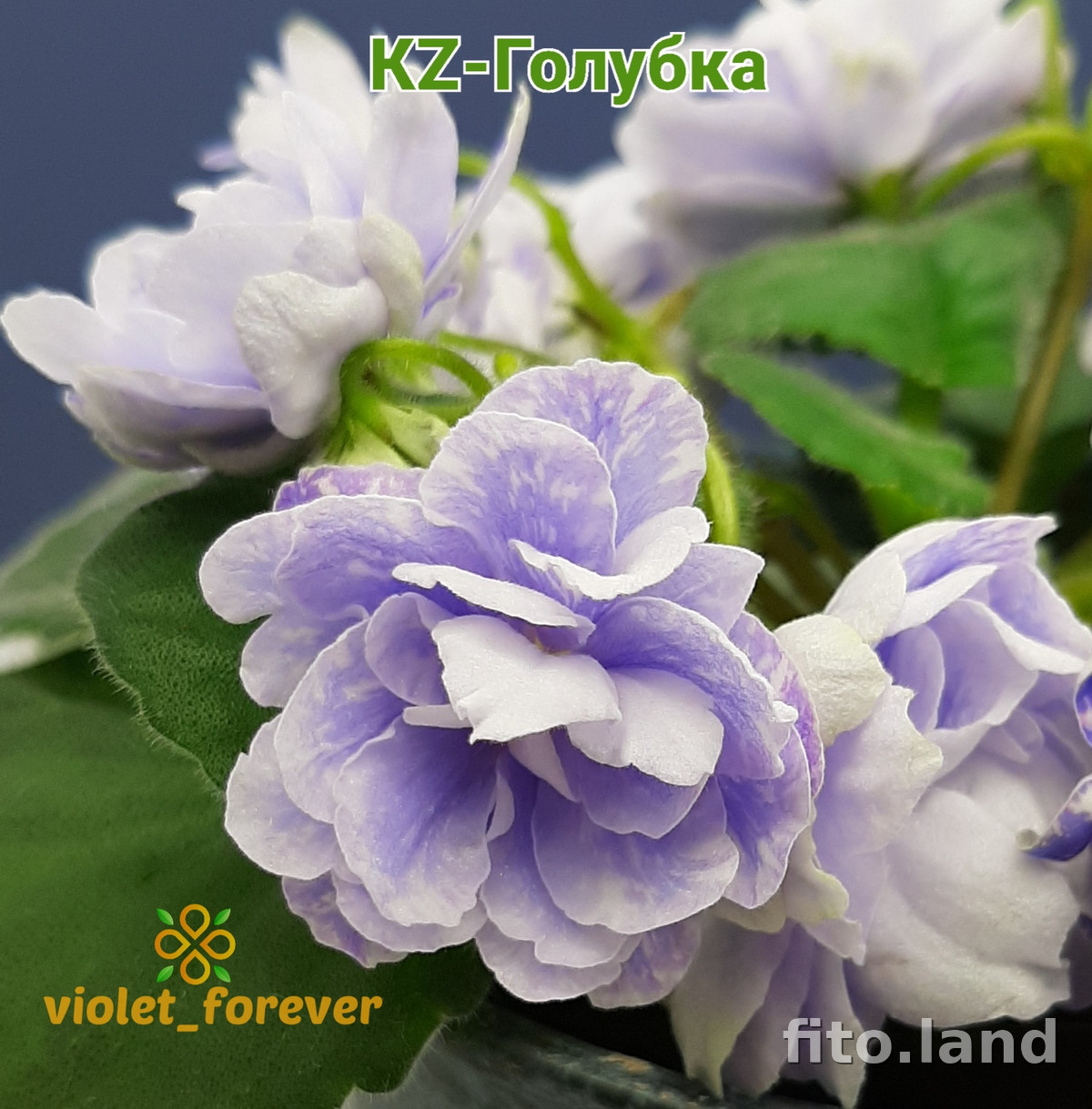 Фиалка KZ-Голубка, фото