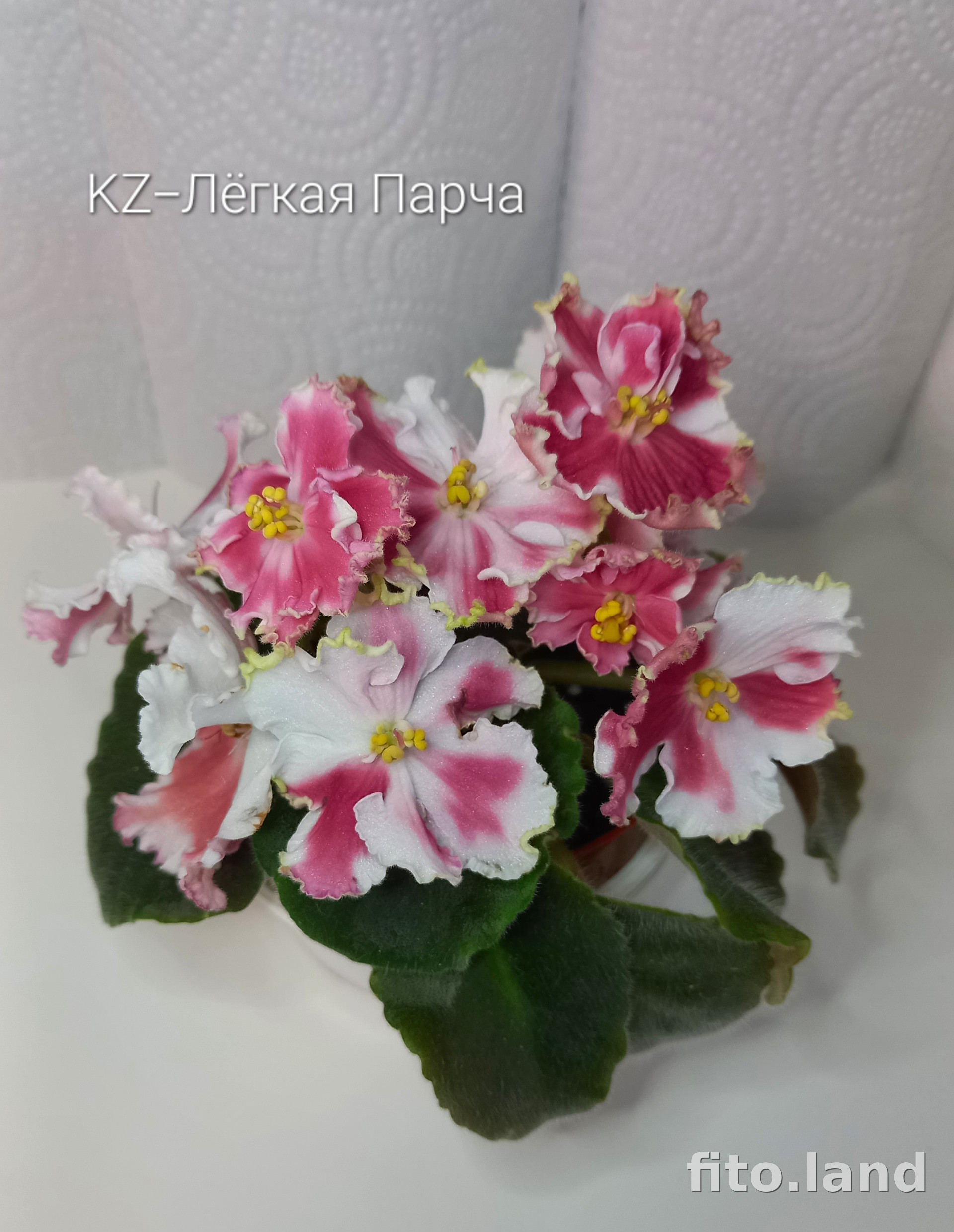 Фиалка KZ-Лёгкая Парча, фото