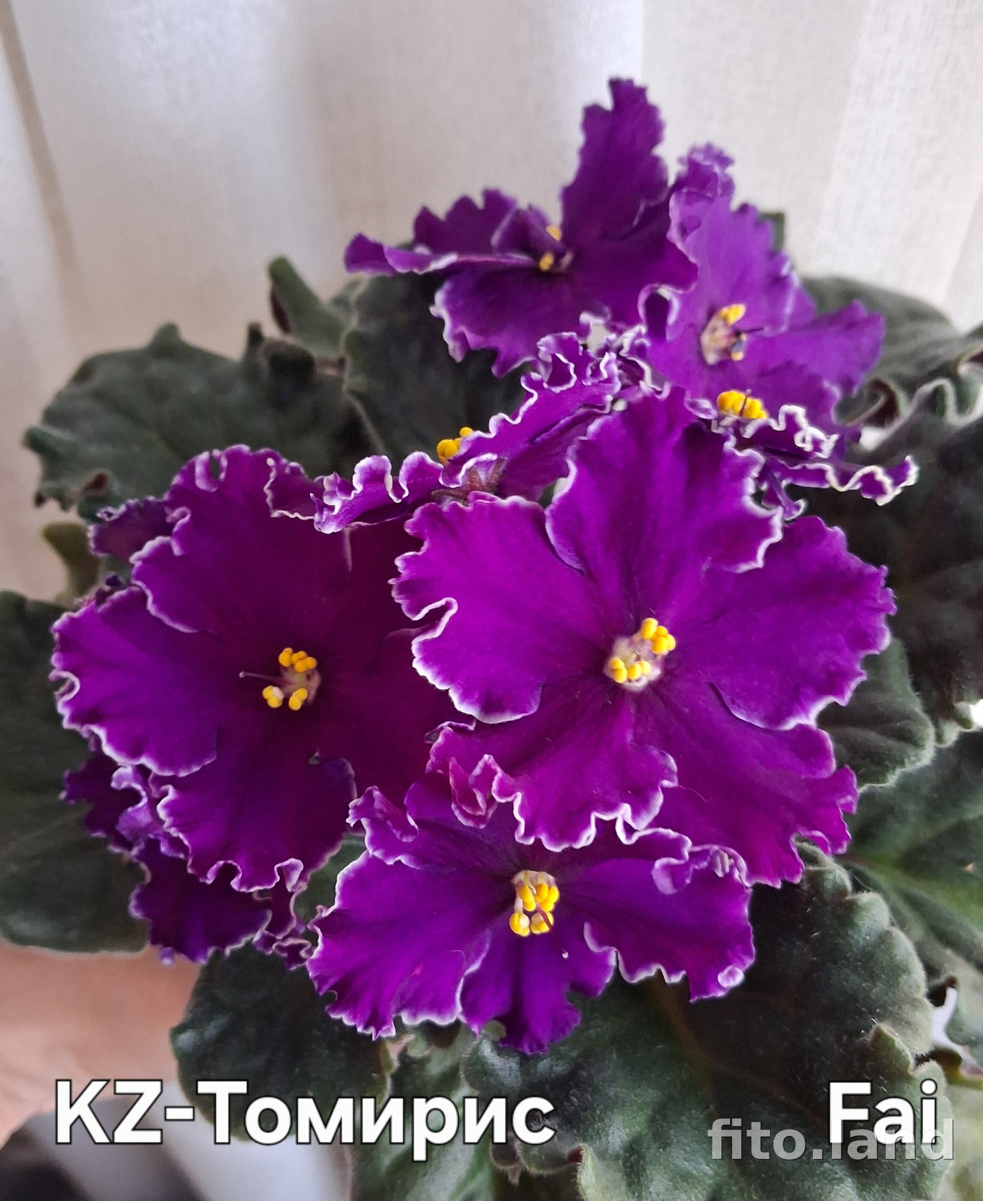 Фиалка KZ-Томирис, фото