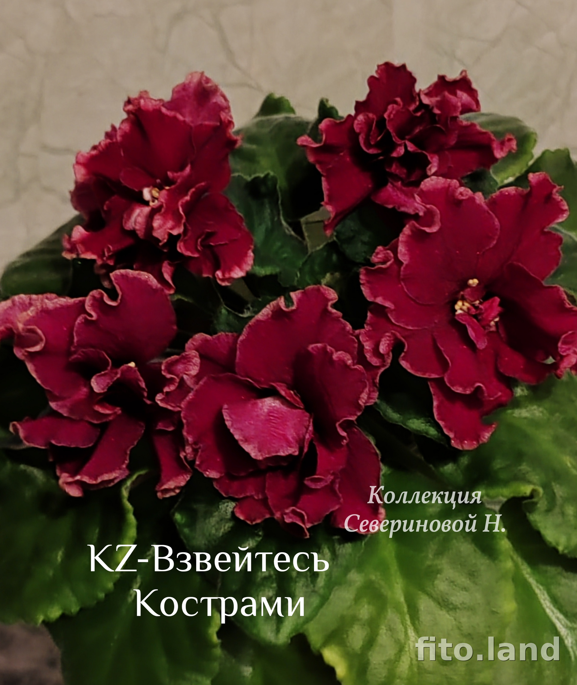 Фиалка KZ-Взвейтесь Кострами, фото